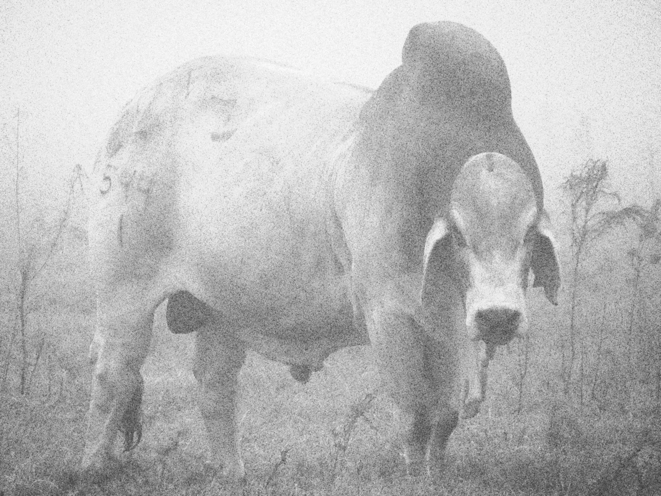 That's Alotta Bull