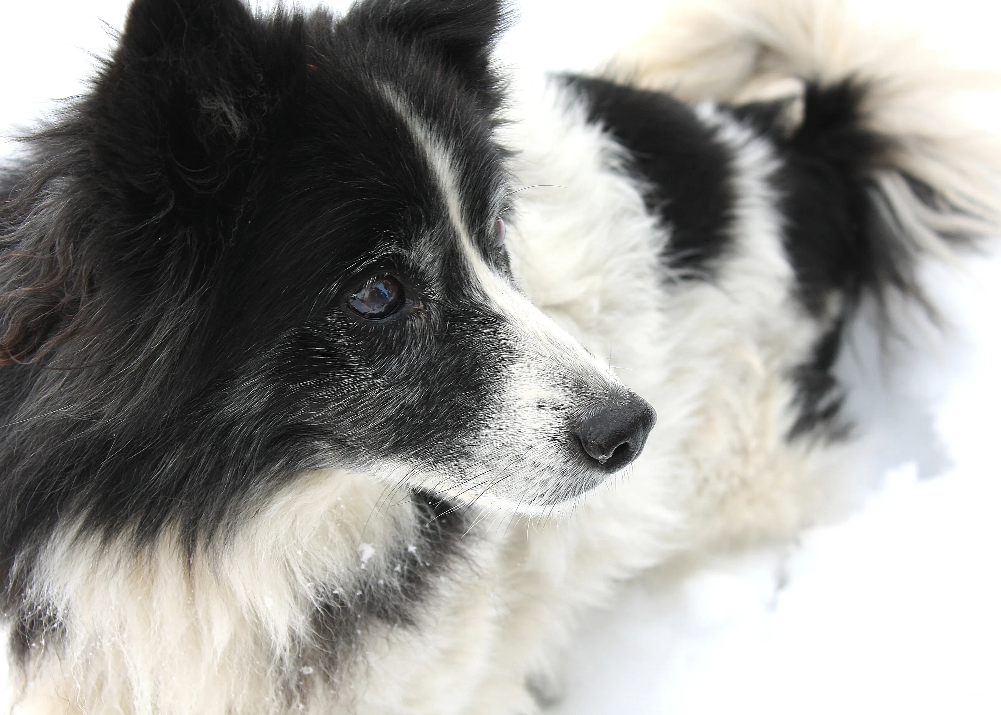 Snow Dog