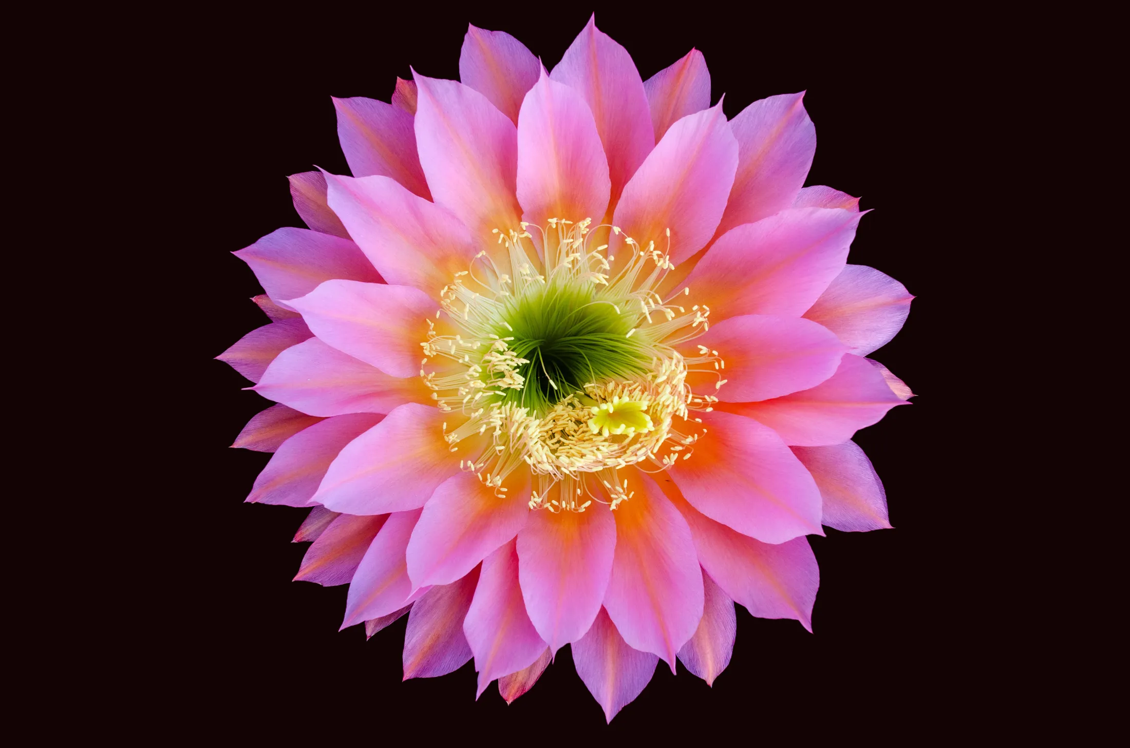 Flower perfection