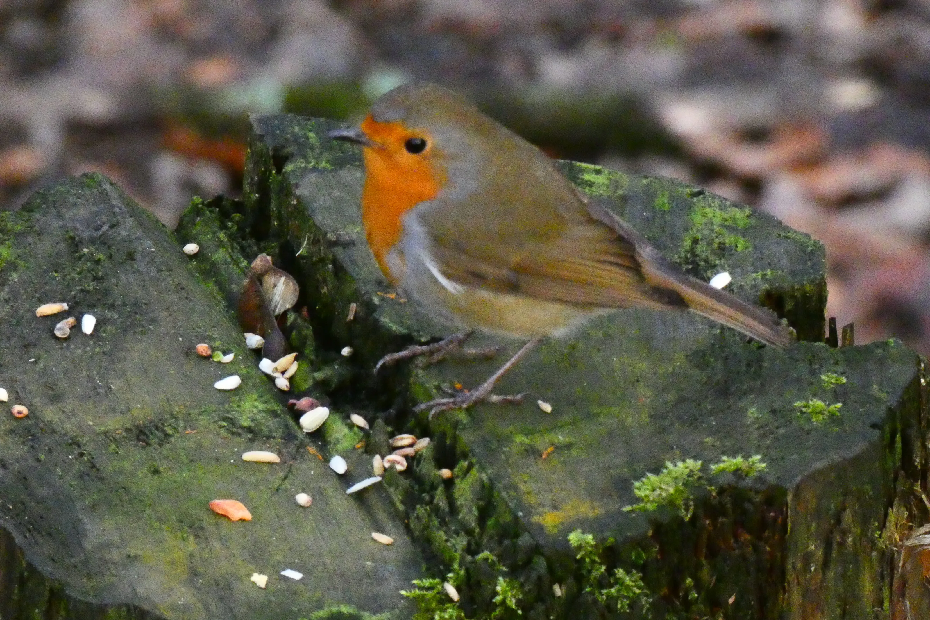 little birdy