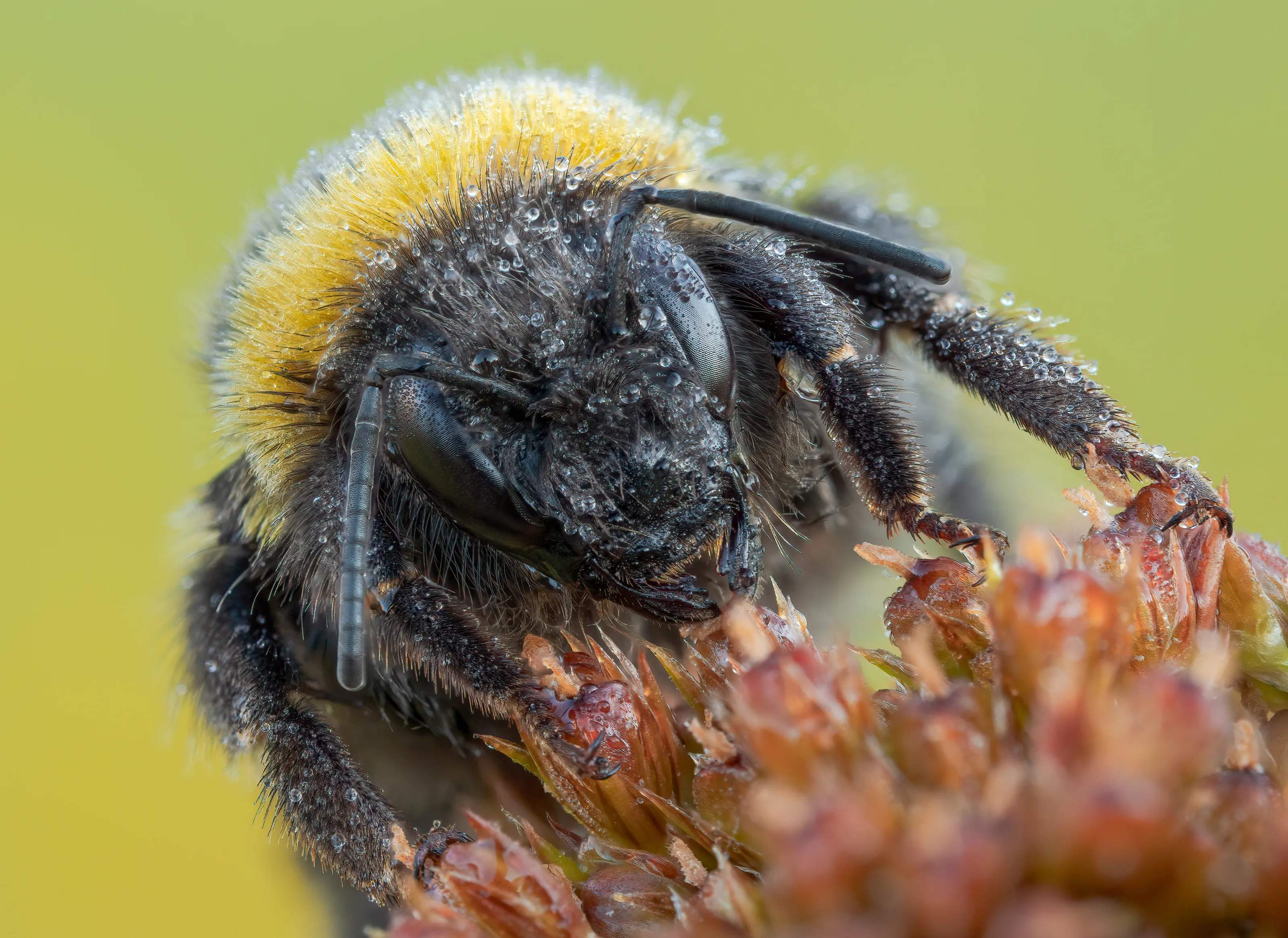 Buff-tailed Bumblebee