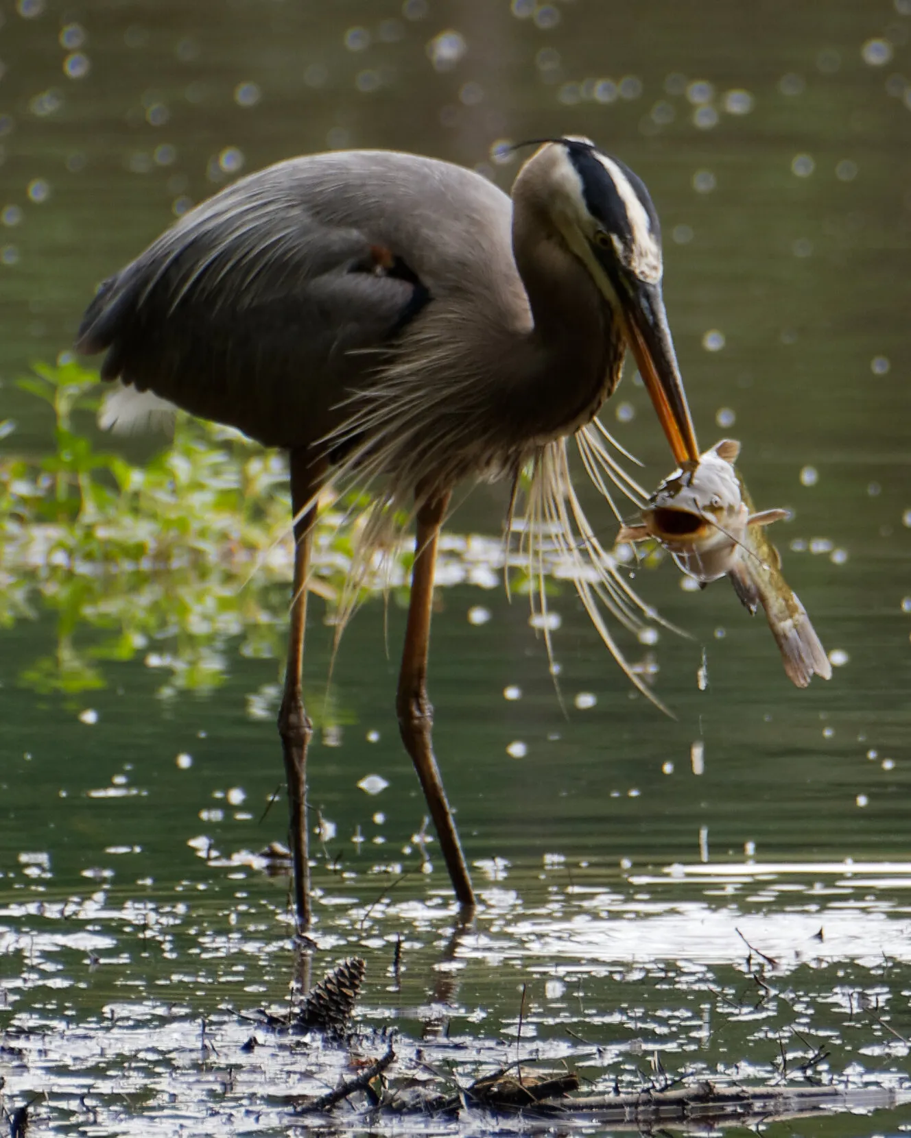 Great Blue Heron spearing surprised catfish