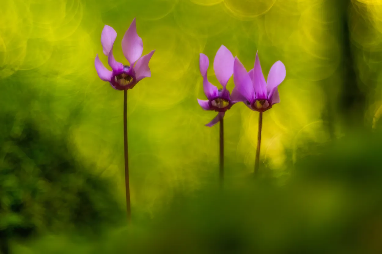 Entry 26655627