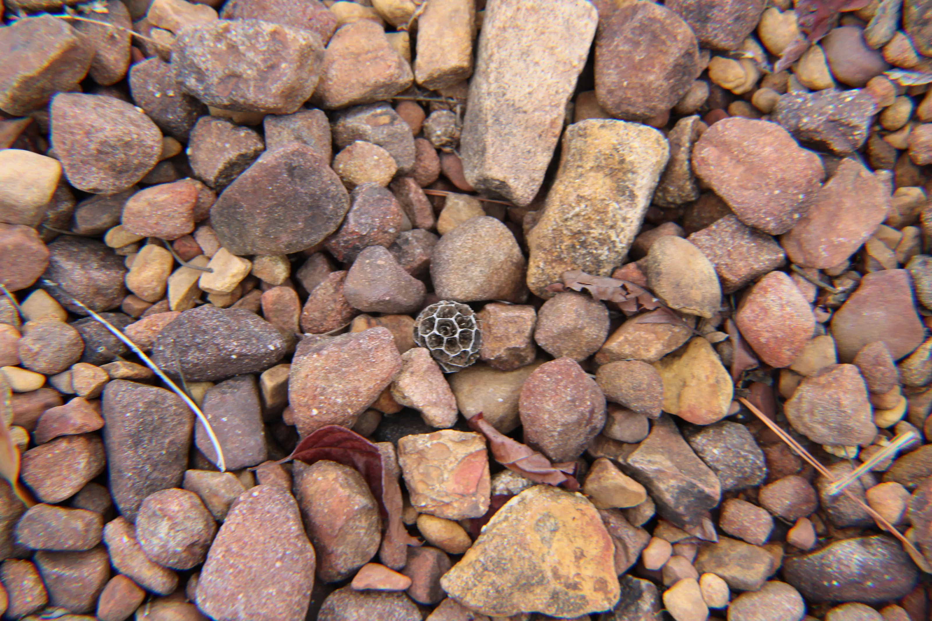 Rocky Shoreline with Tiny Gumball