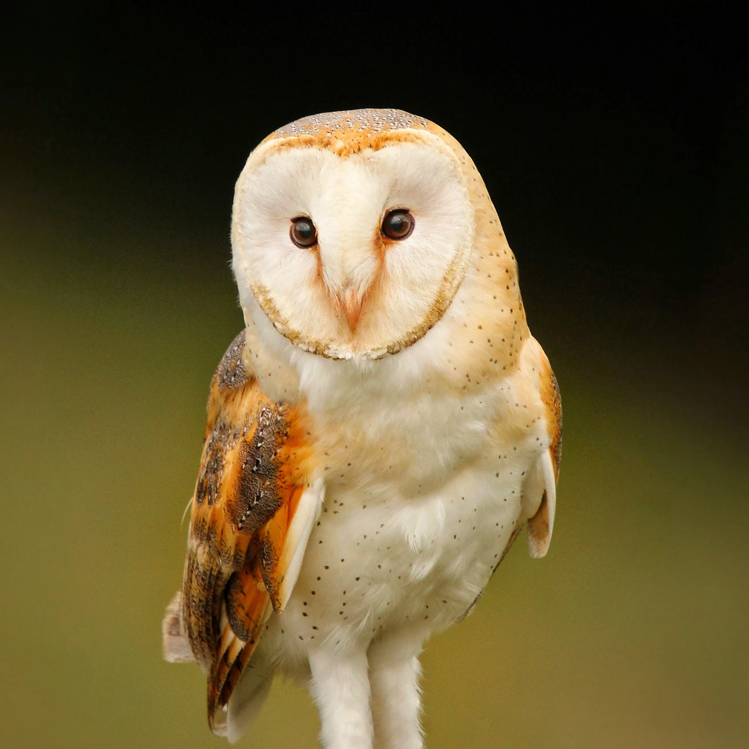 A Barn Owl caught just before dusk along a country road in North Yorkshire