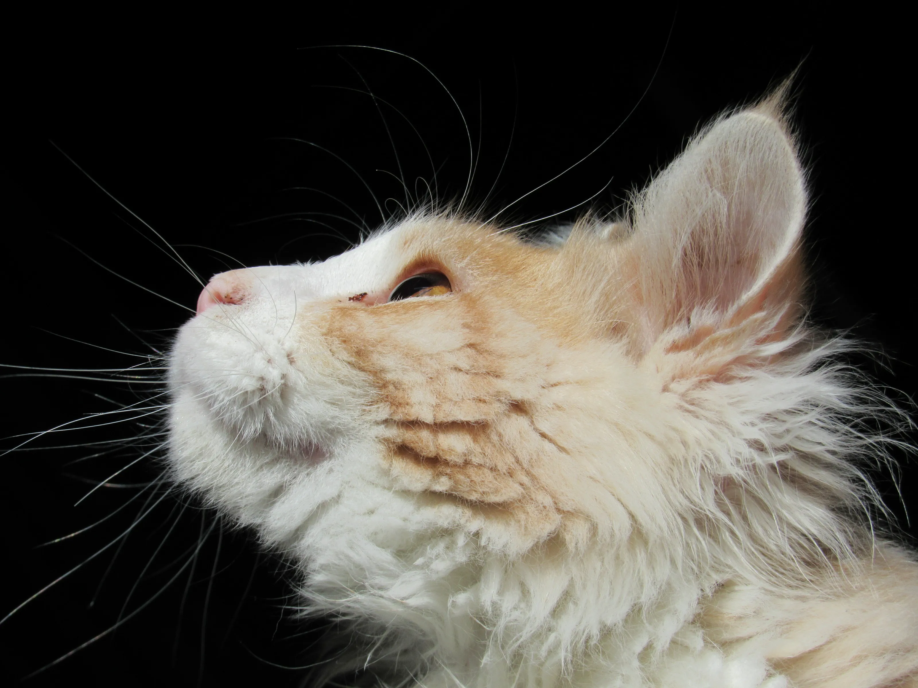 Fur-Midadble