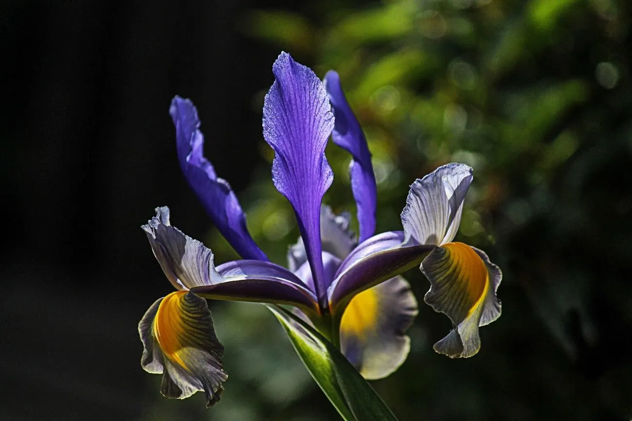 Iris