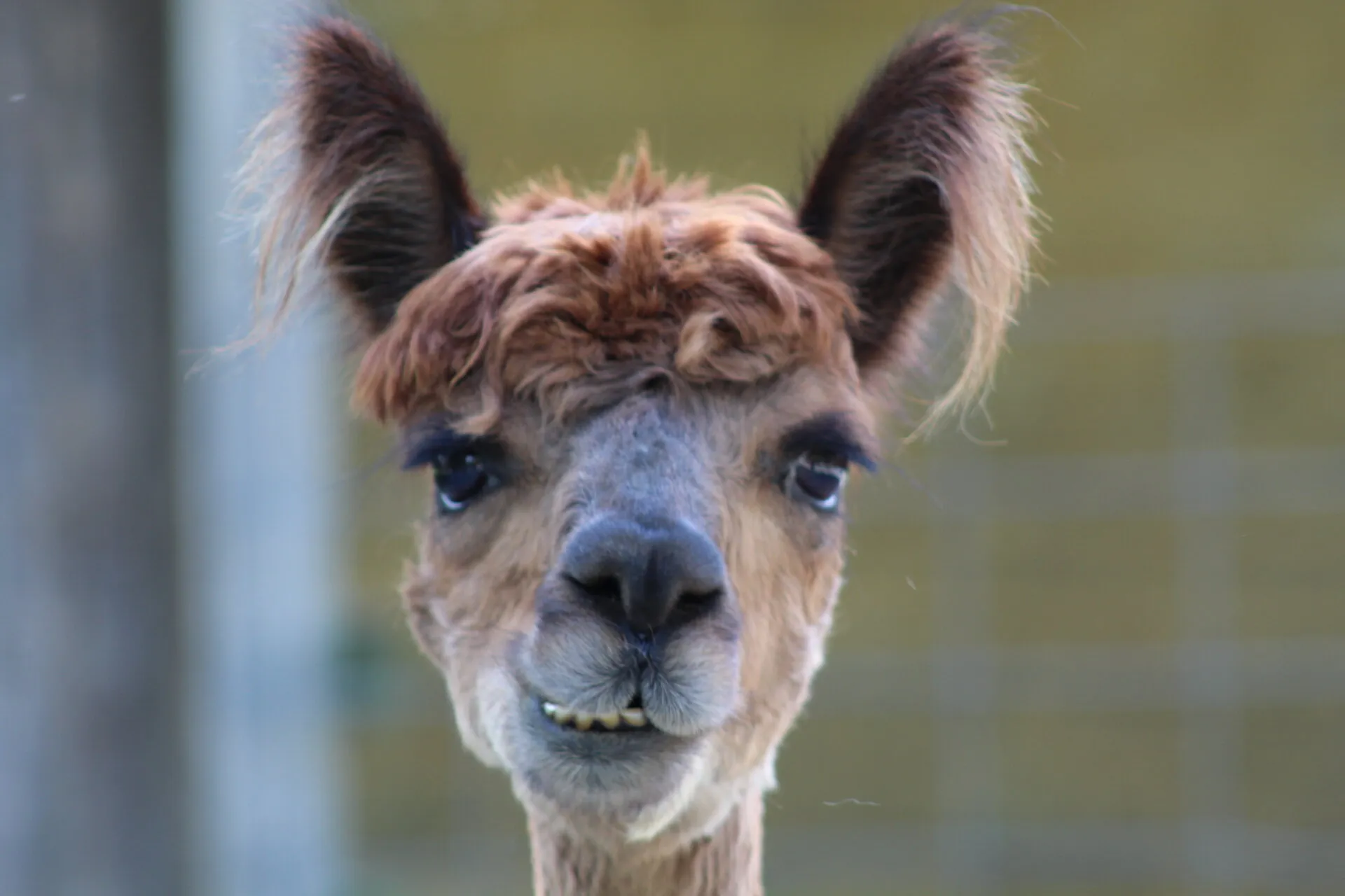 Llama smile