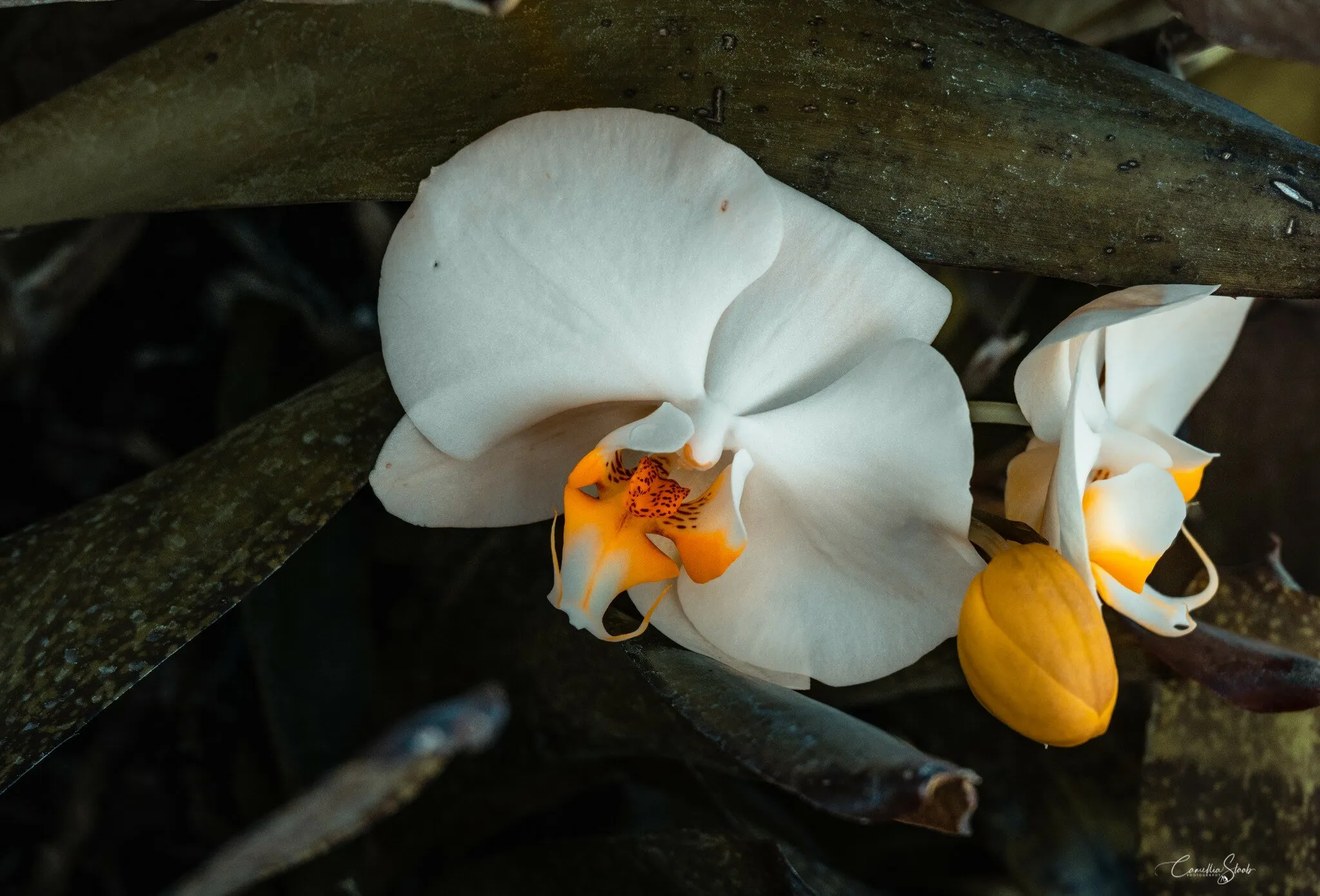 Moon Orchid