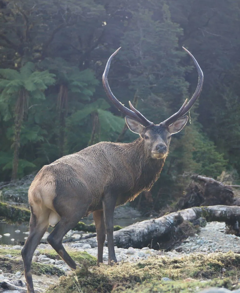 Young Wapiti Bull