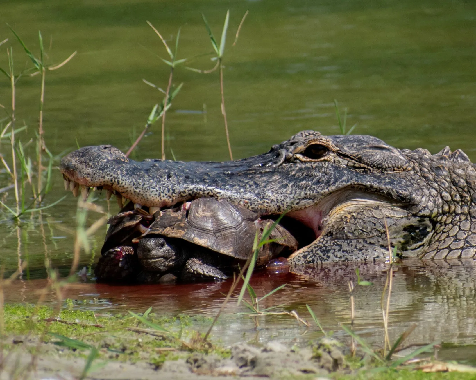 American Alligator Eating A Gopher Tortoise