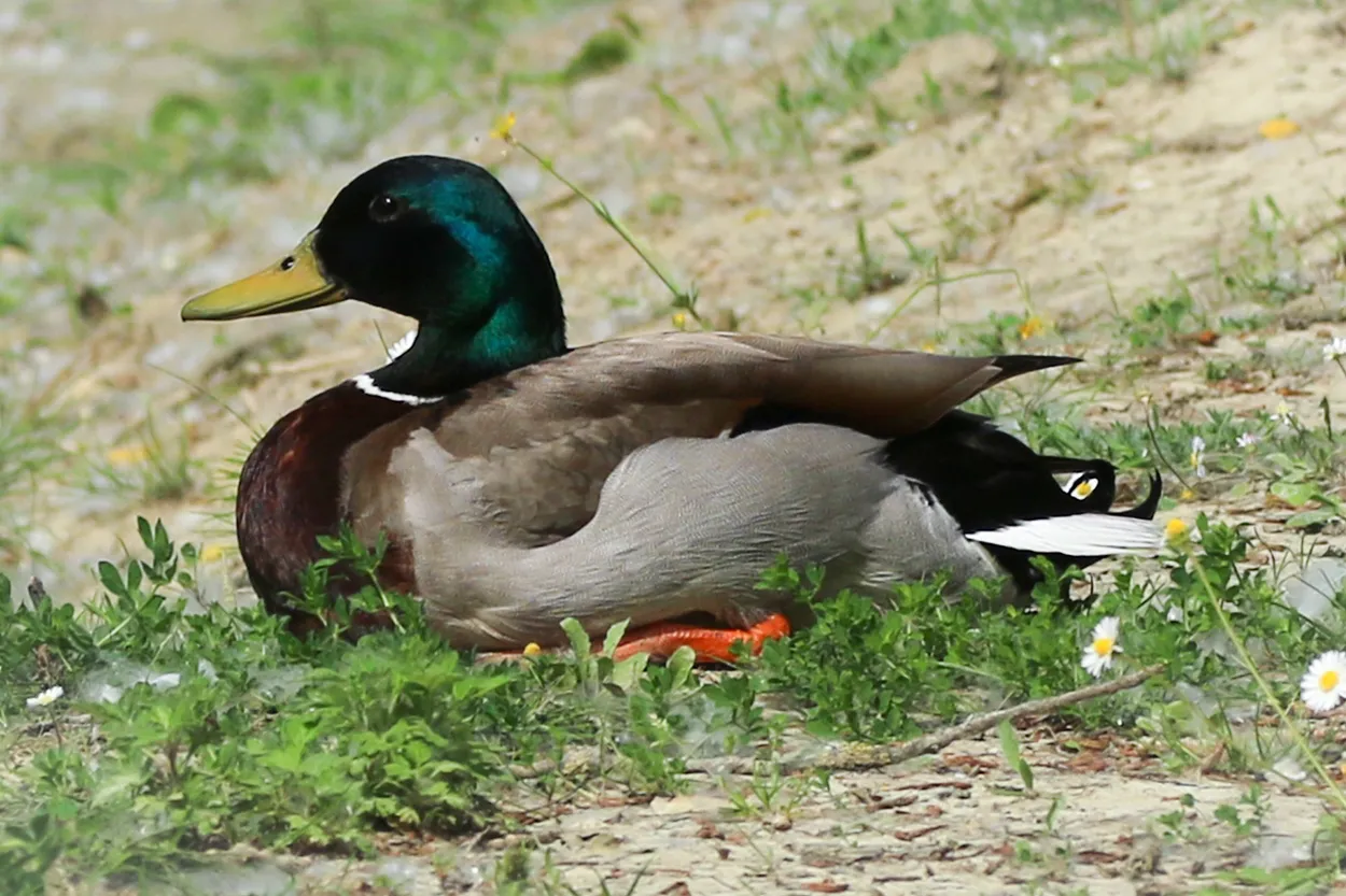 Entry 25305753