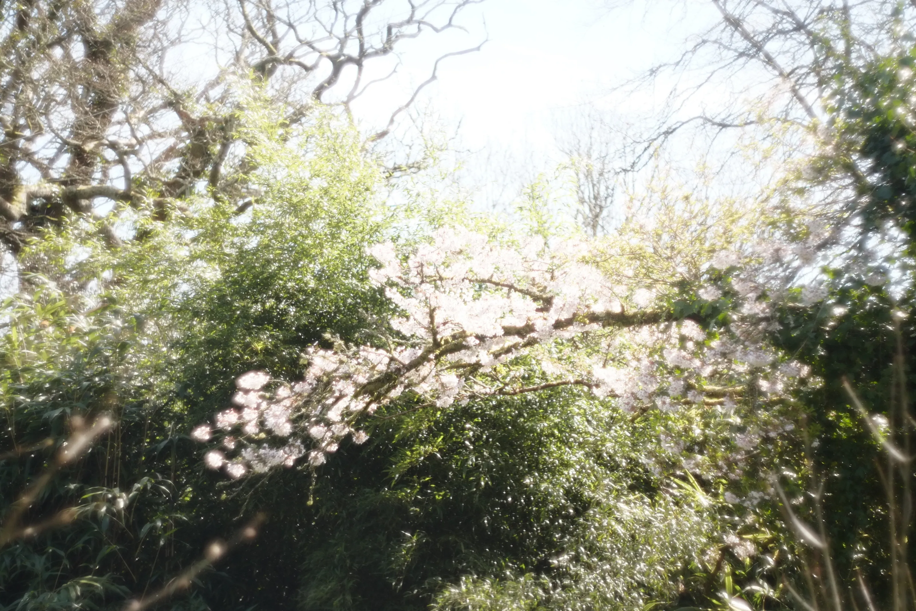 Cherry blossom