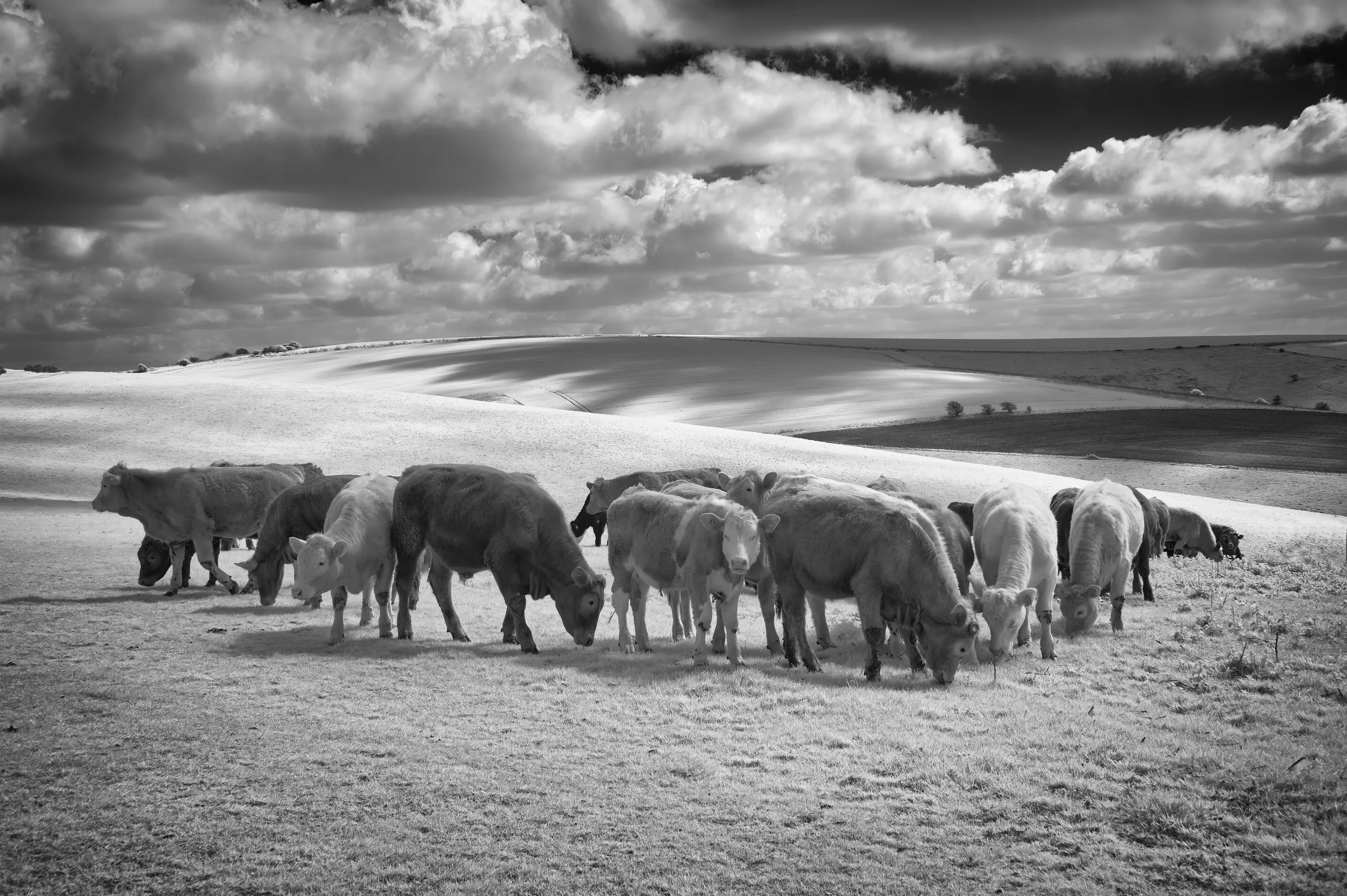 Infrared cattle