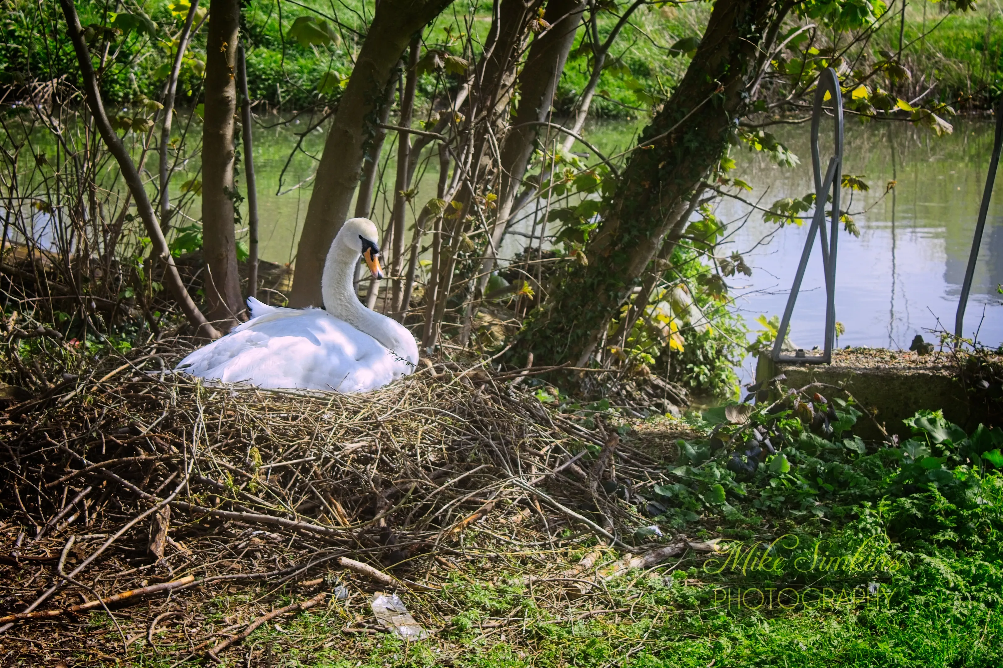 Nesting Swan