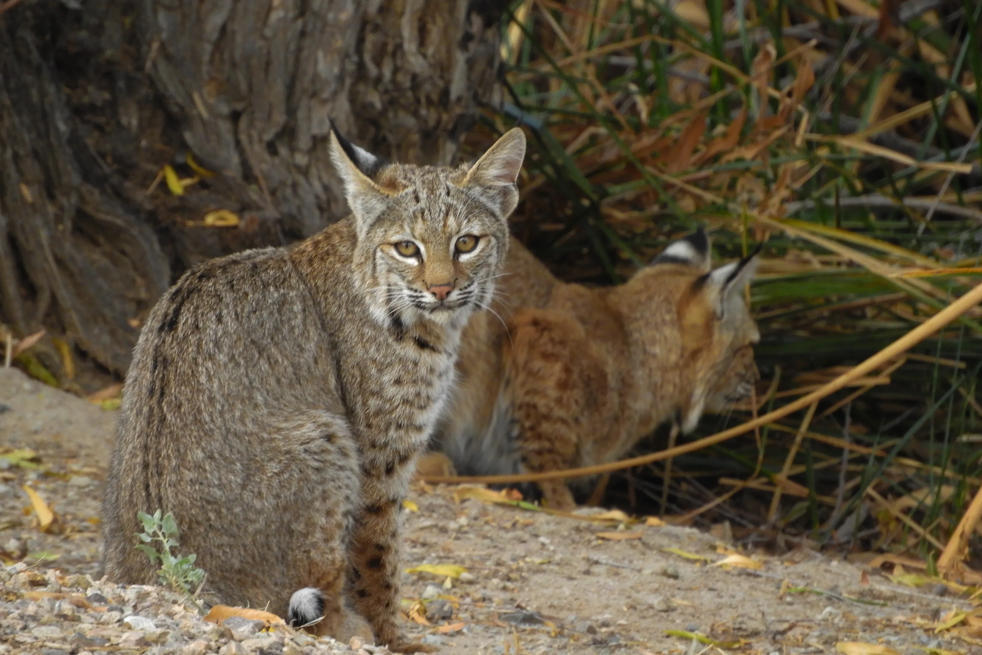 Bobcats!