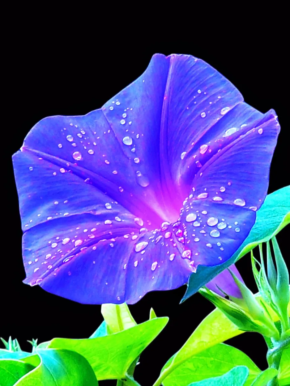 Entry 16246034