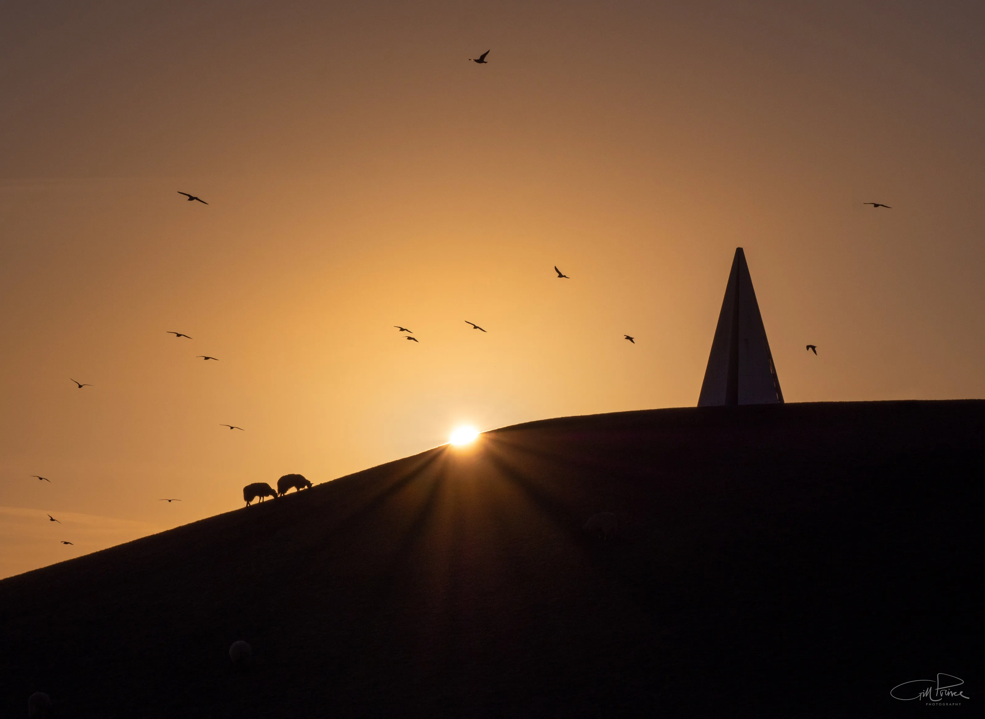 Sunrise sheep silhouette