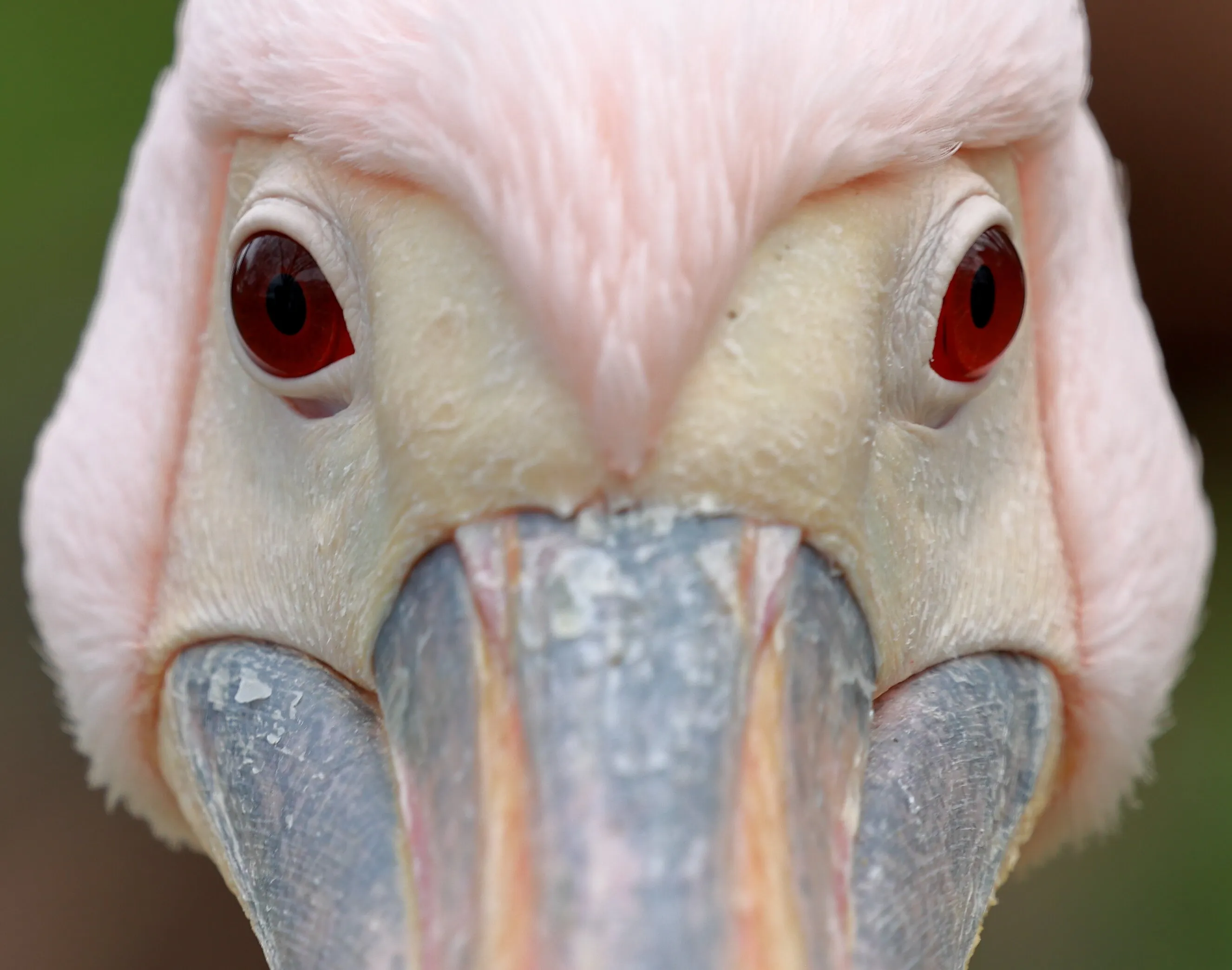 Eye contact with Flamingo