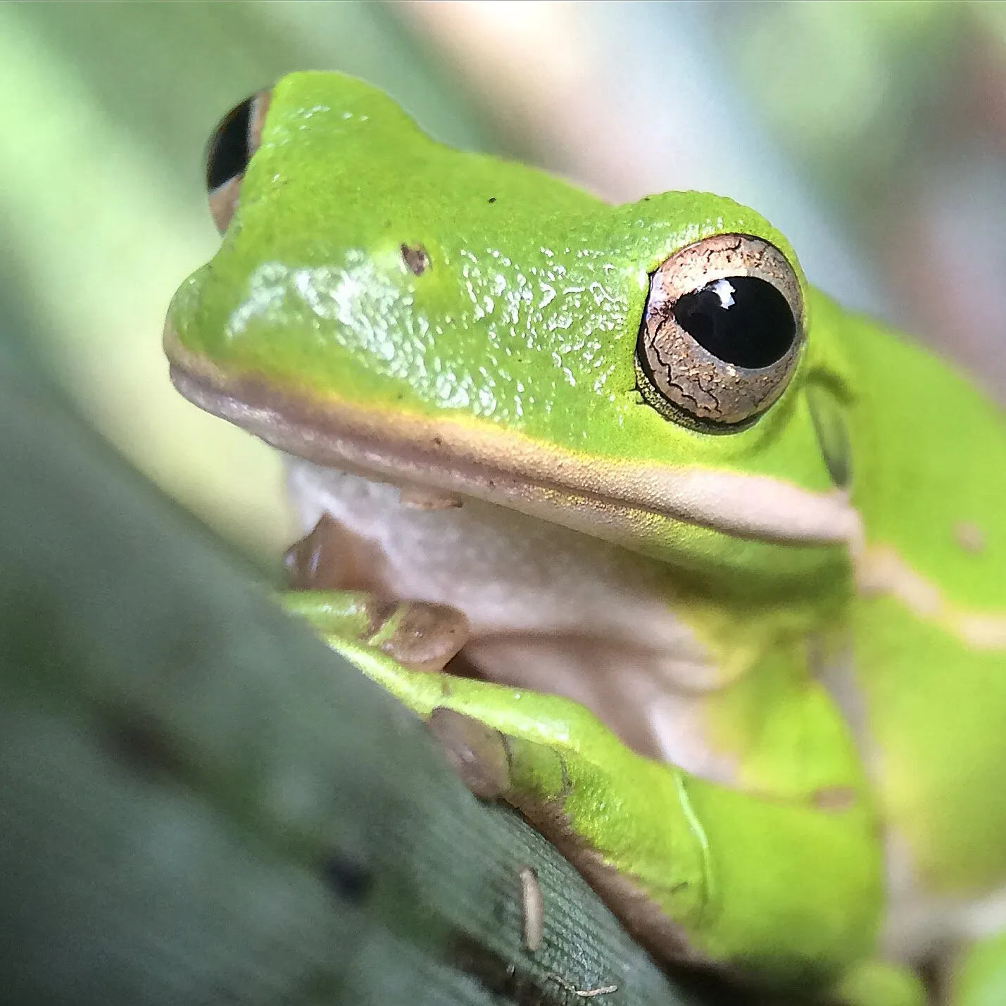 Tree Frog