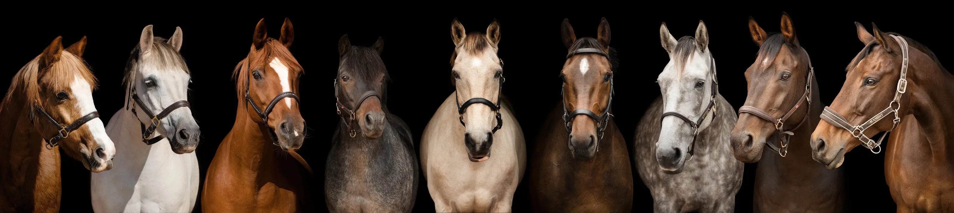 Black Background Horses Montage