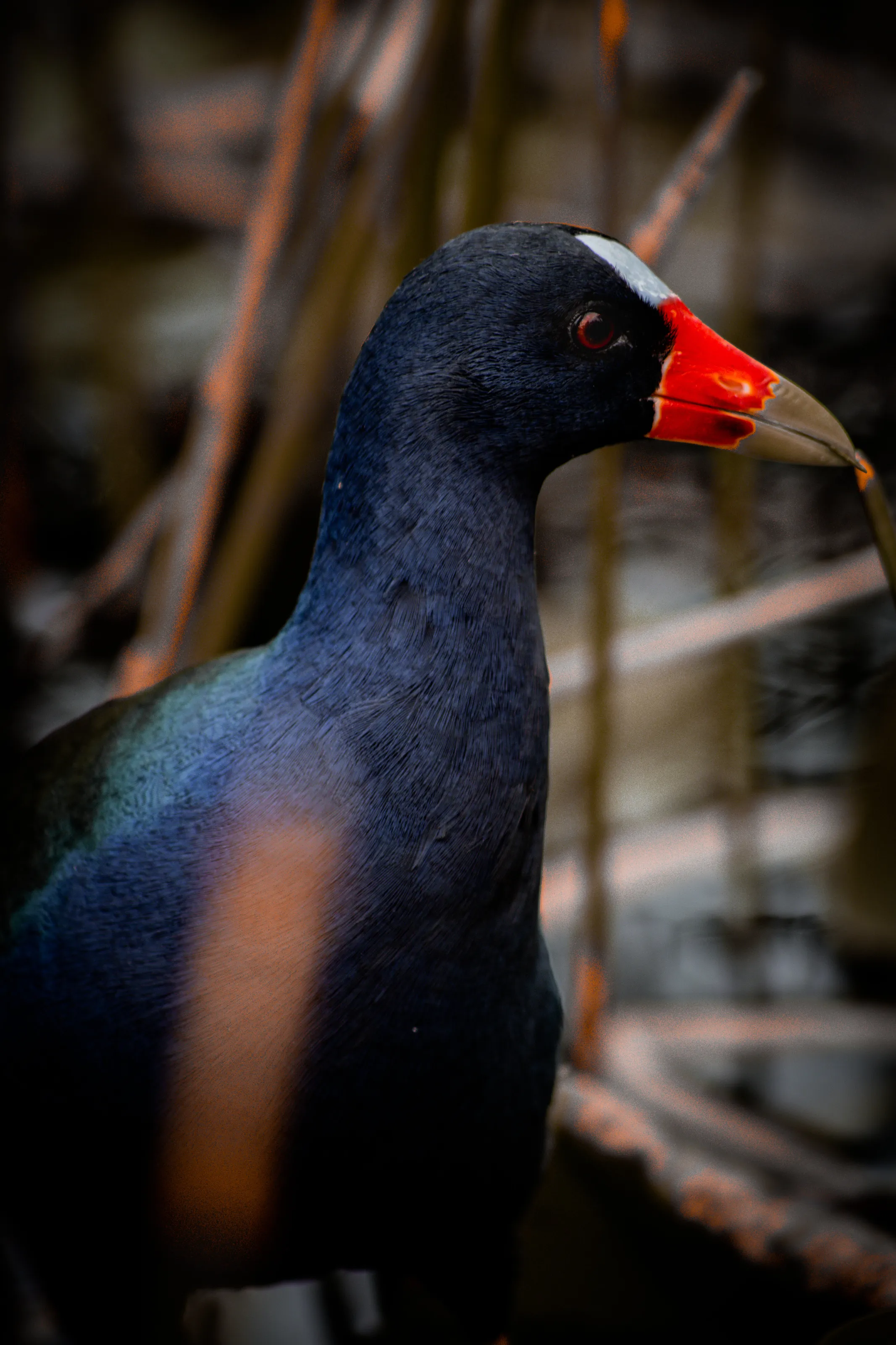 American Purple Gallinule