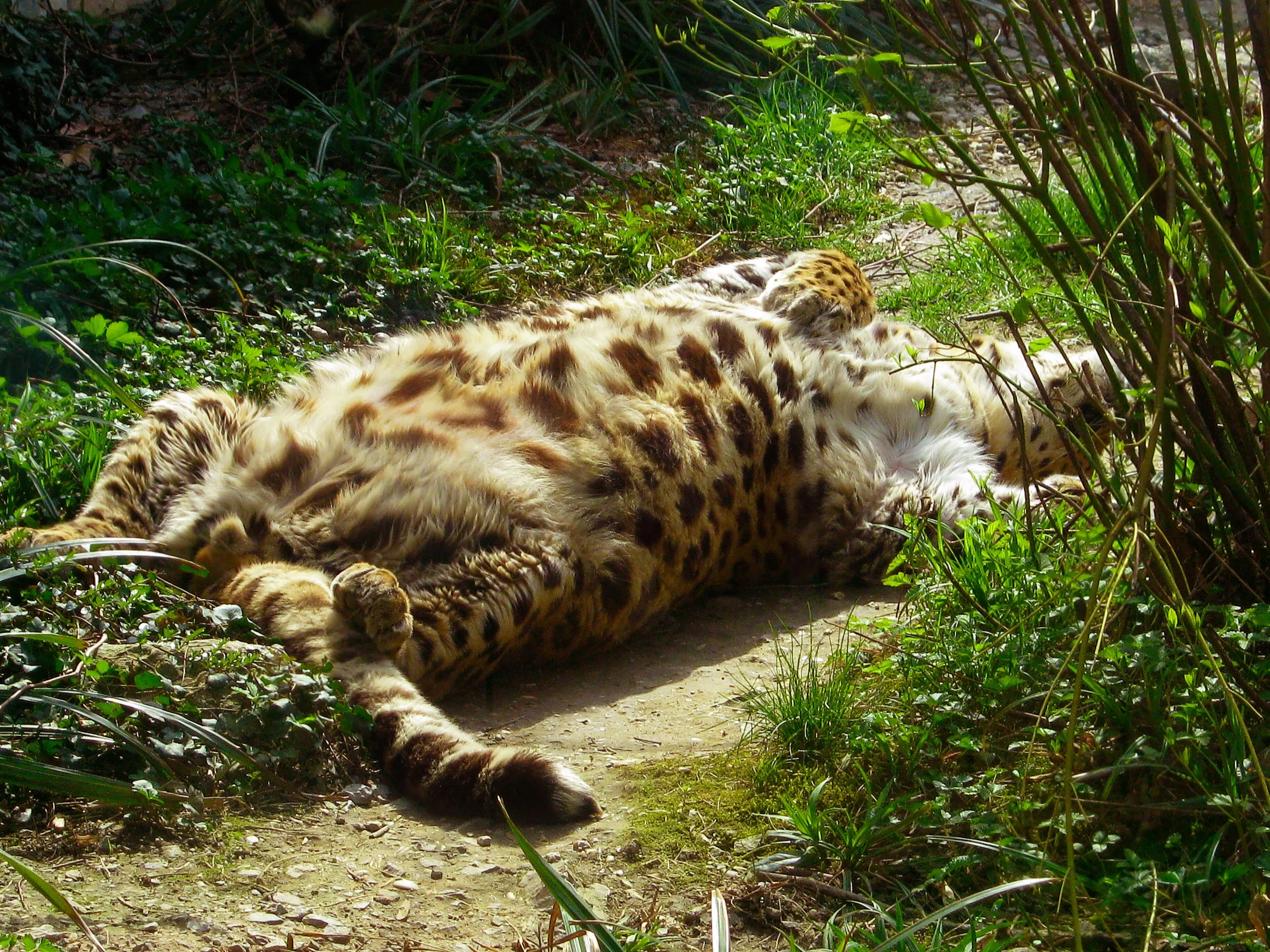 Leopard in Dreams