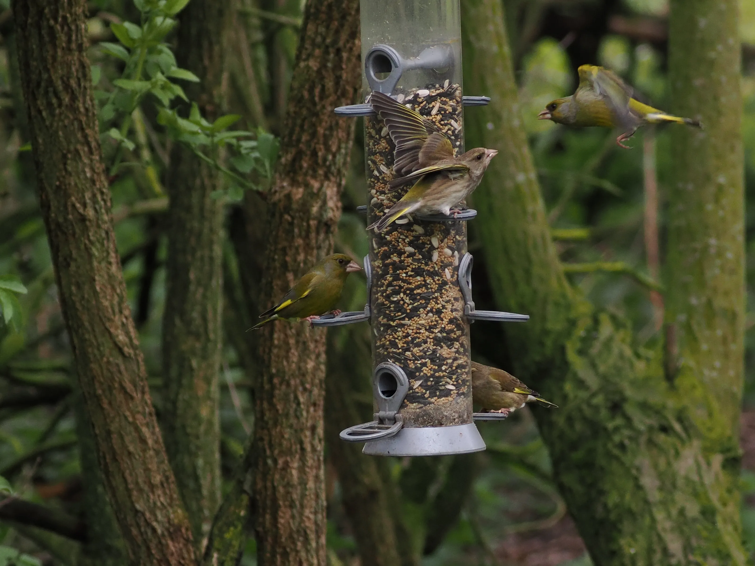 Battle of the Finches