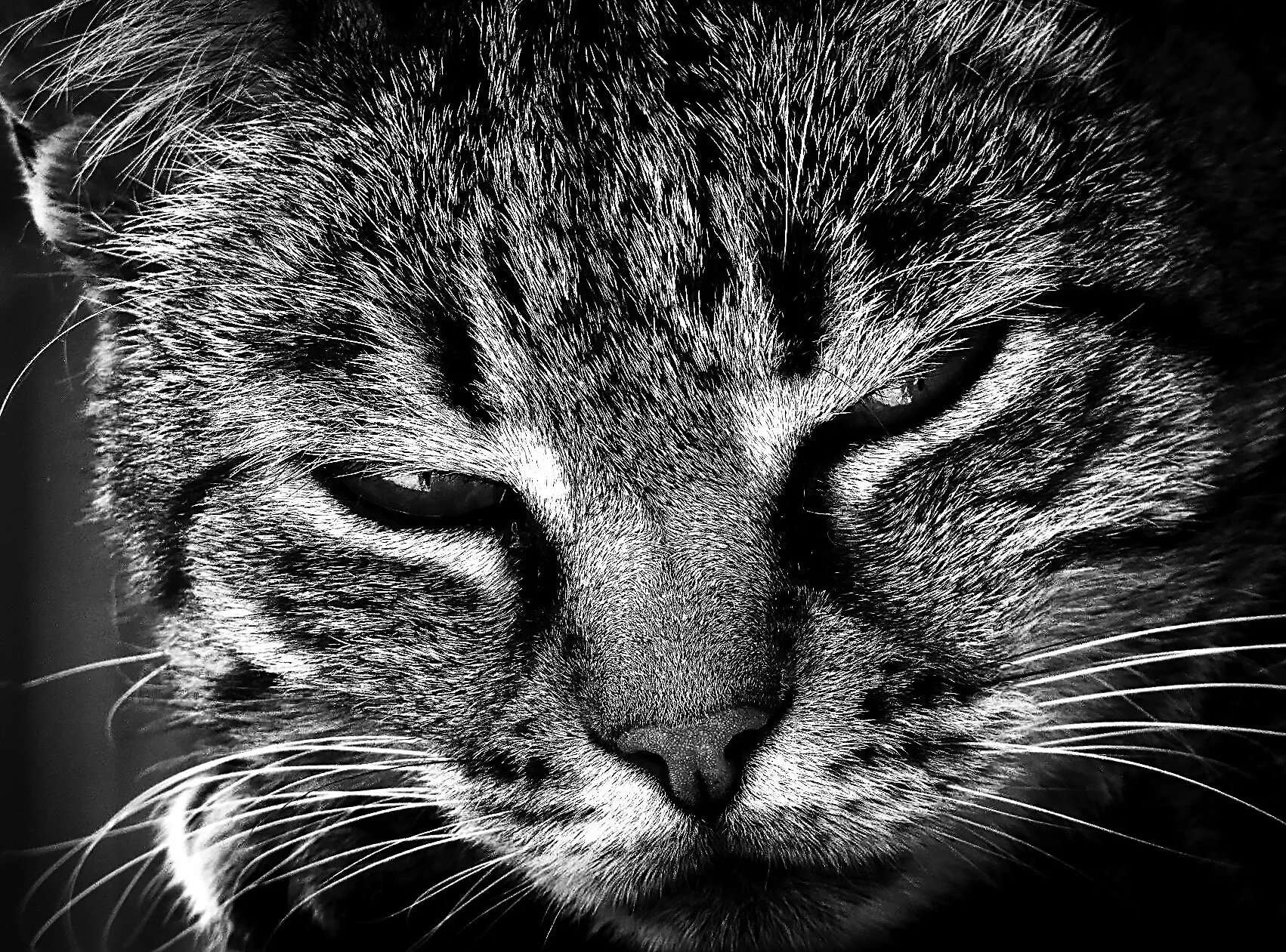 Un gatto