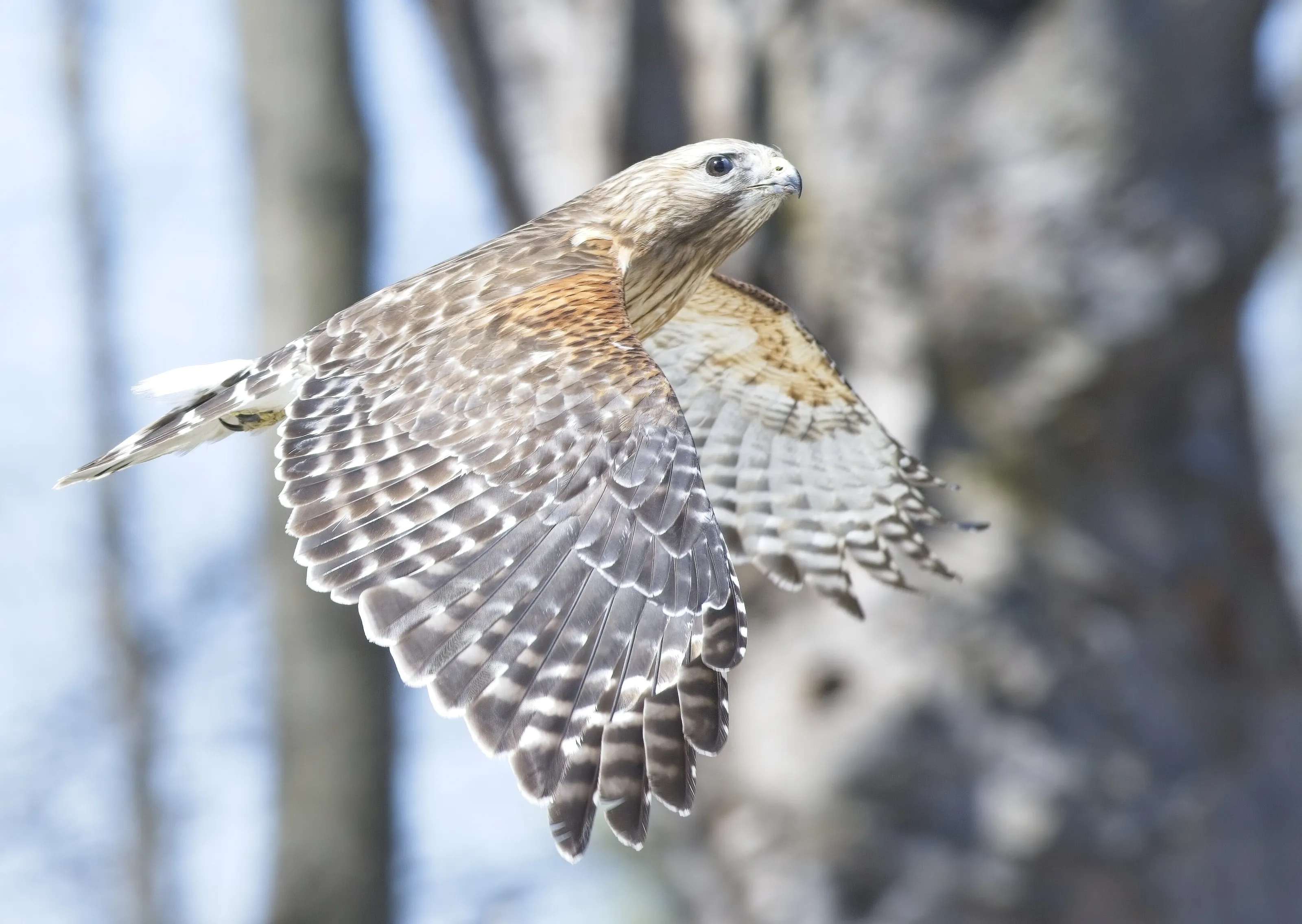 Red-Shouldered Hawk in Flight