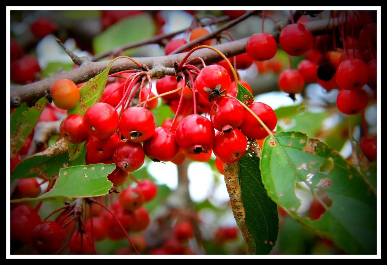 Crab Apples
