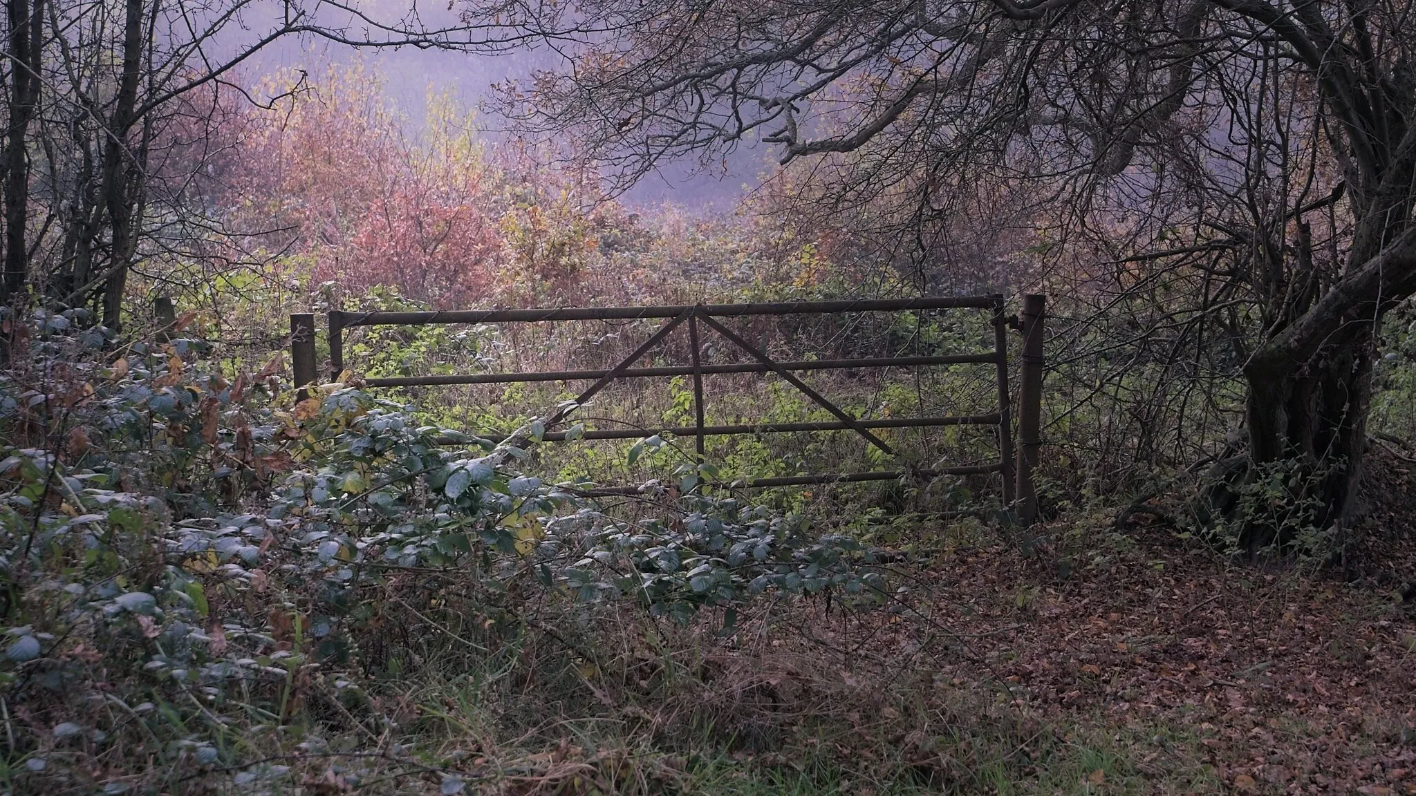 Entry 19827252