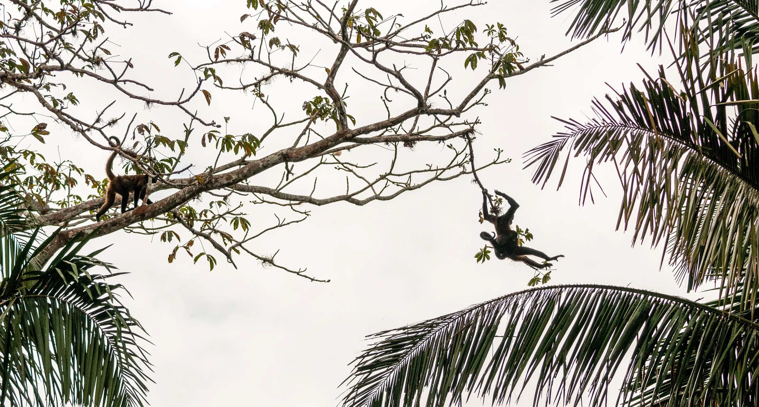 Jumping from Tree to Tree