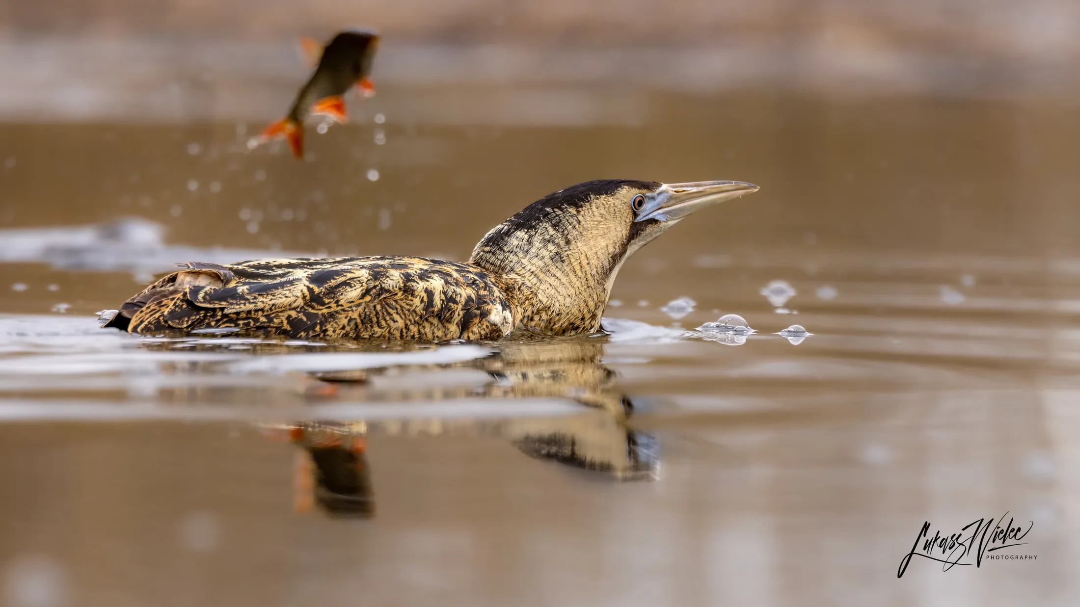 Great Bittern in Water