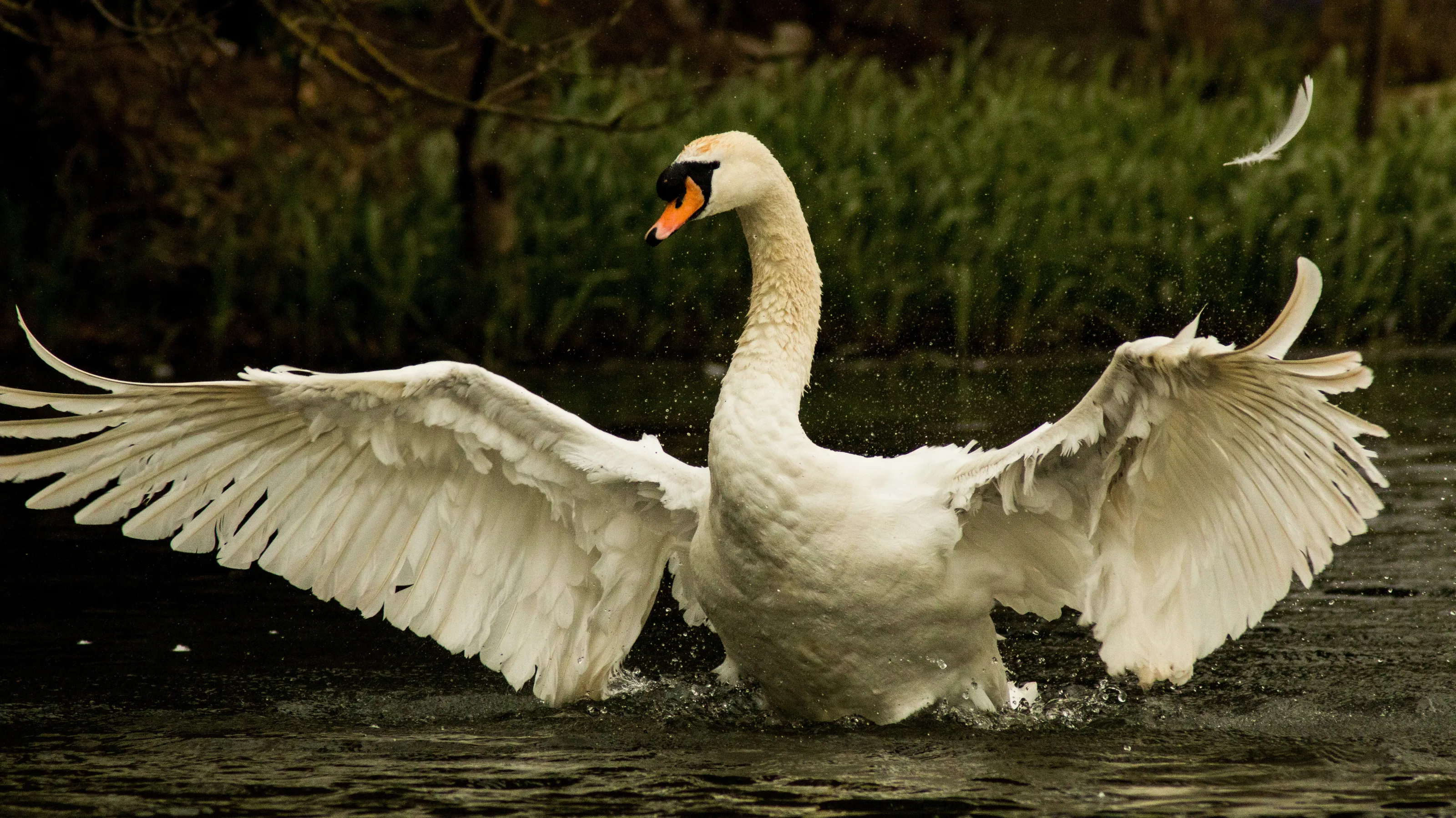 A Swan Stretching Its Wngs
