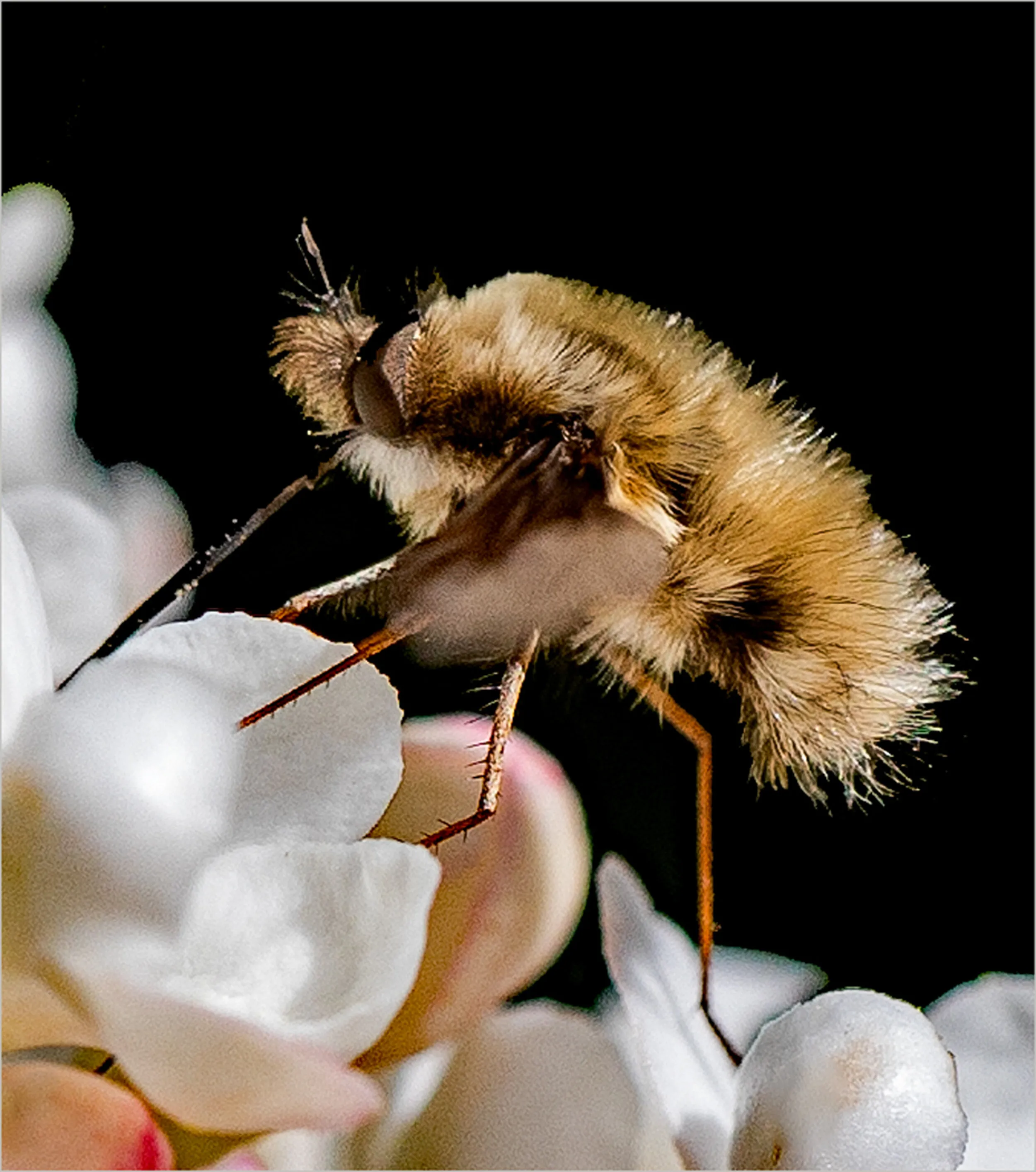 Bombastic bee