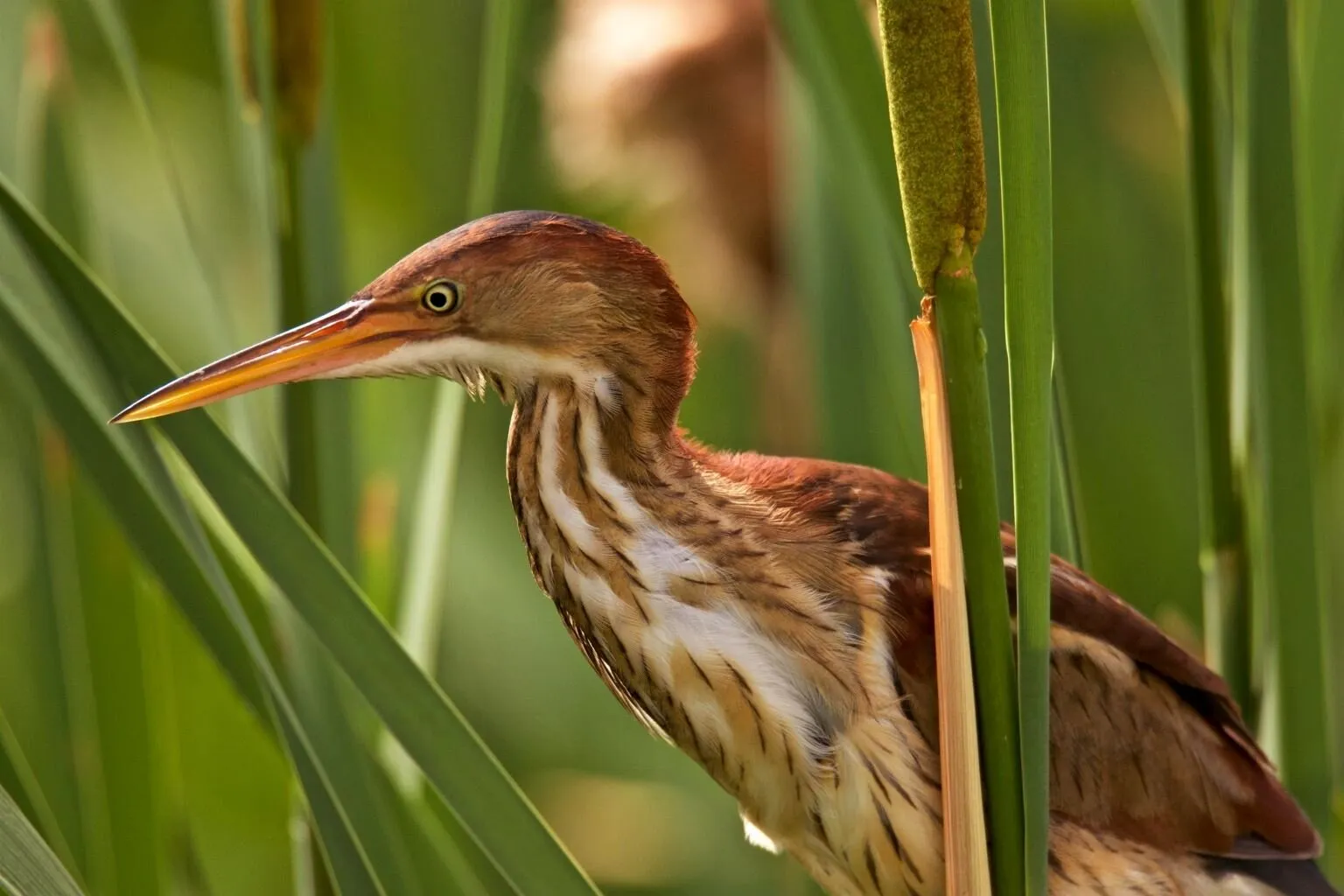 Least Bittern