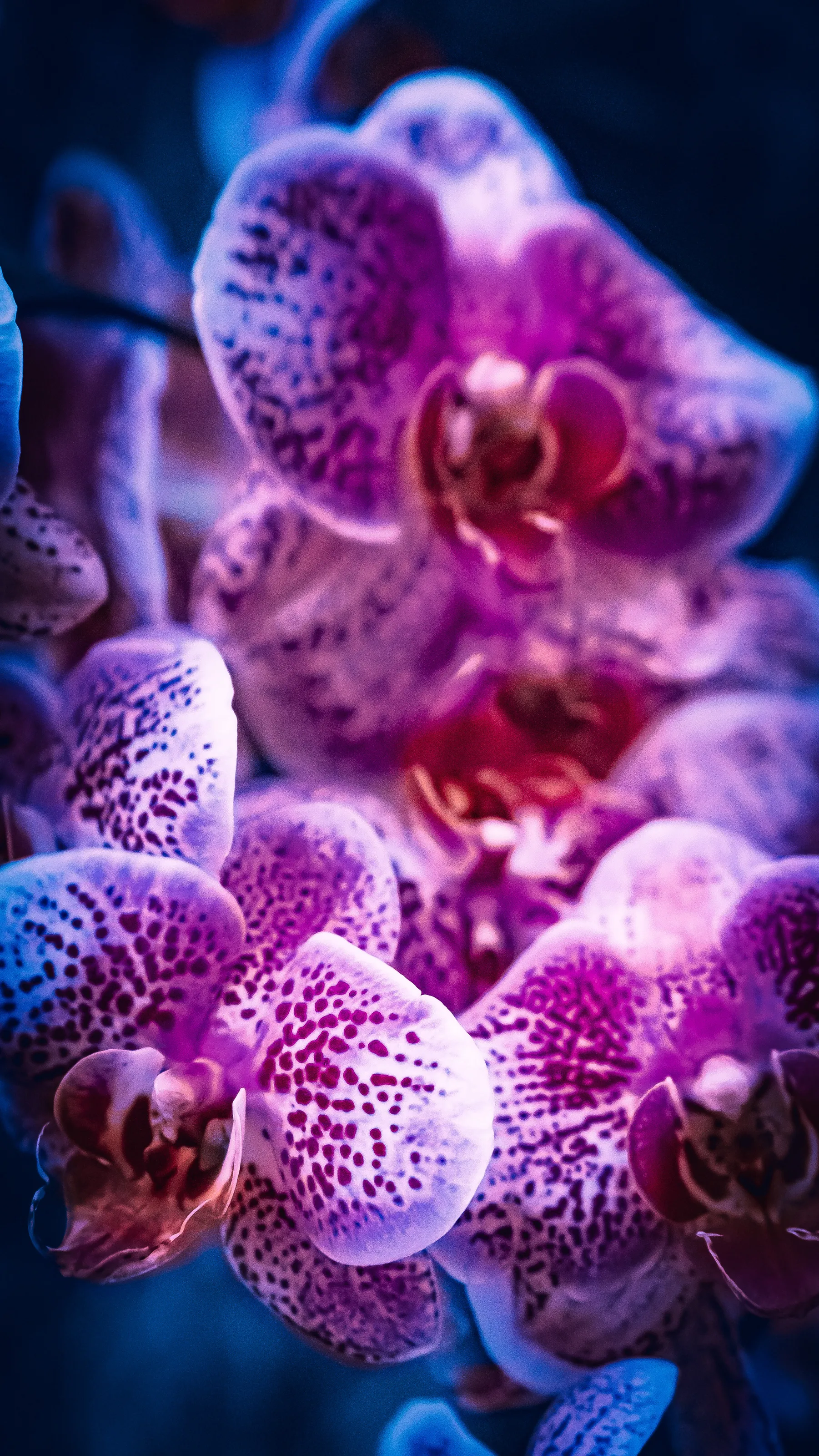 Purple Orchid