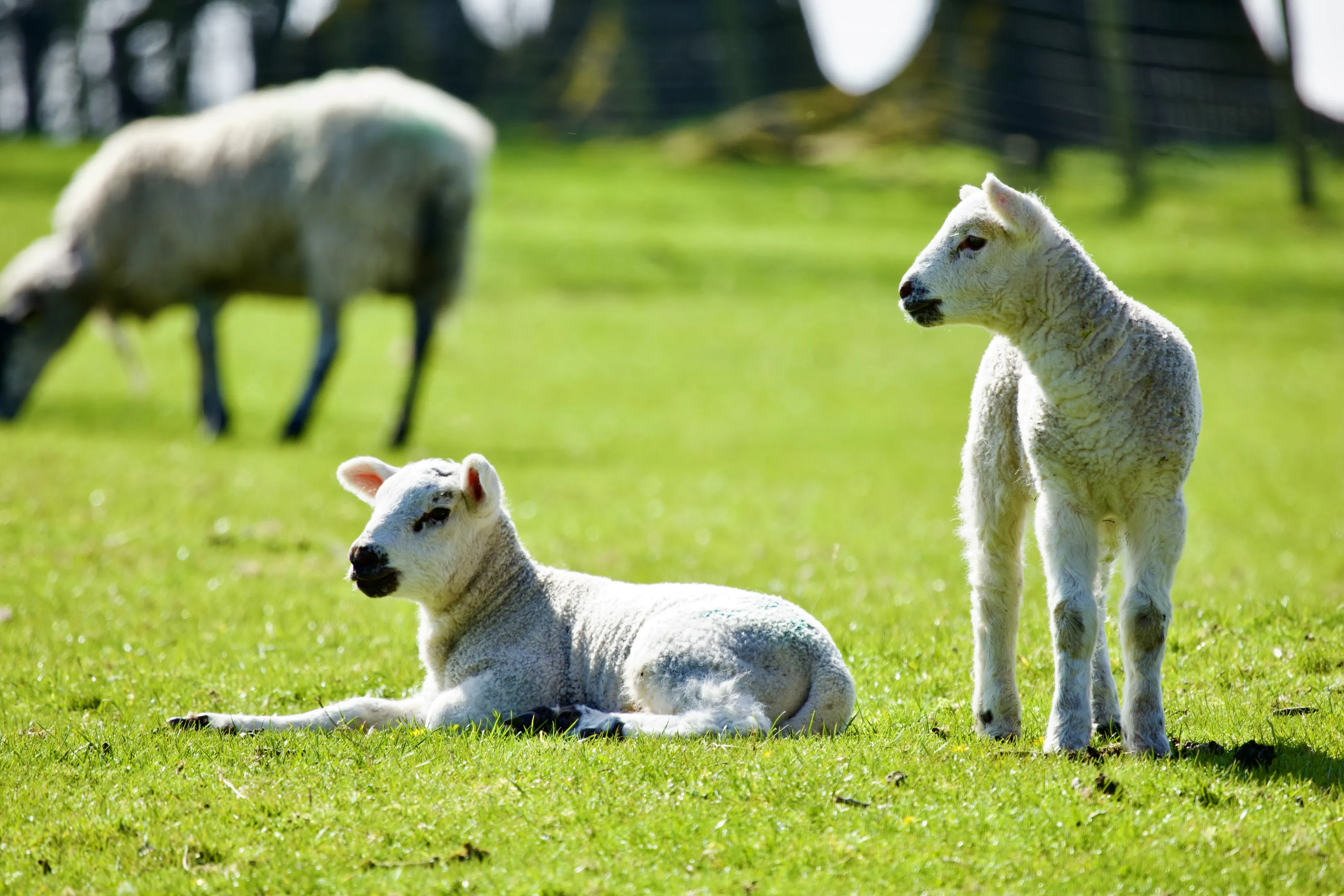 Lambs