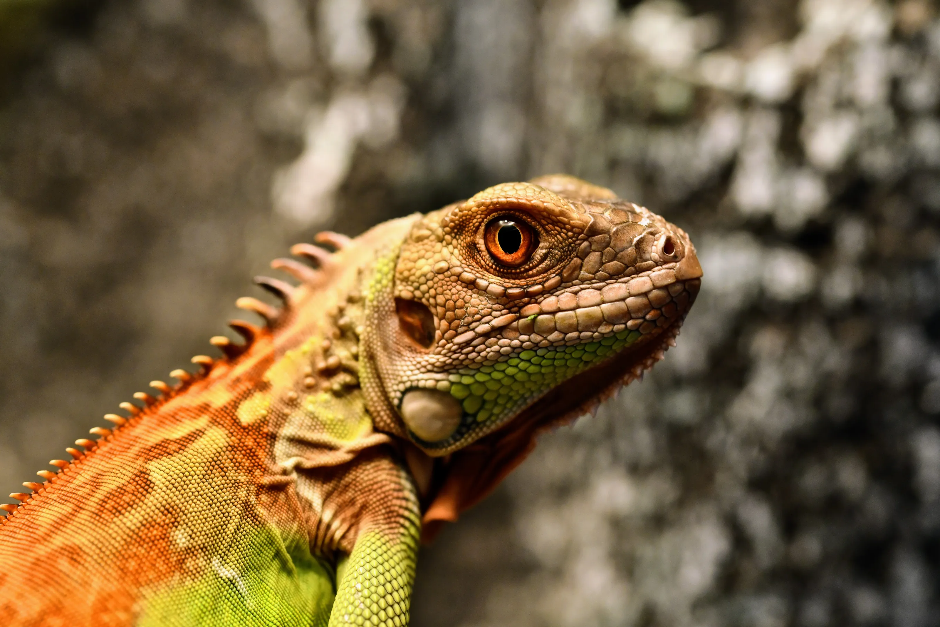 Baby Iguana