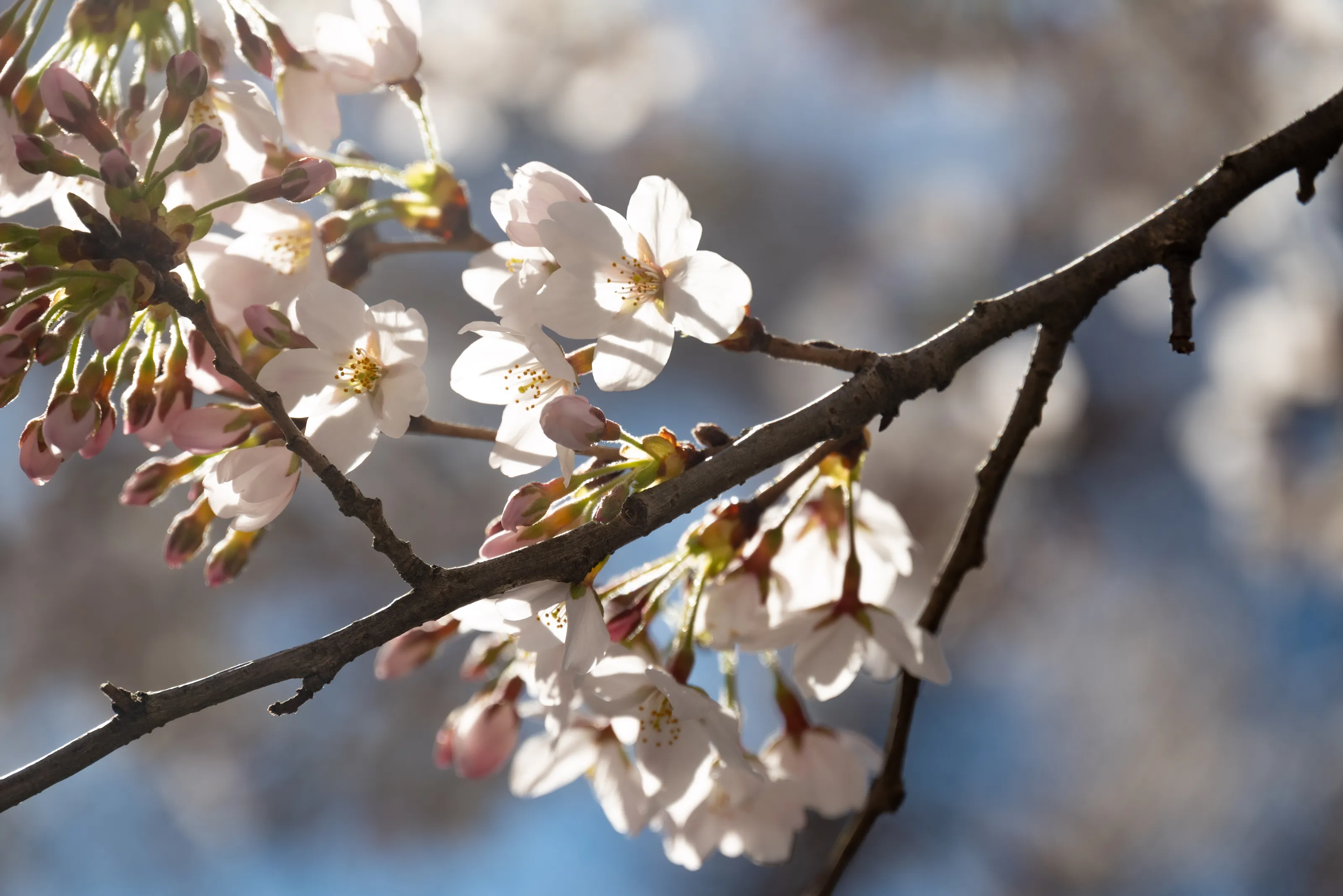 Cherry Blossom Bloom Close Up