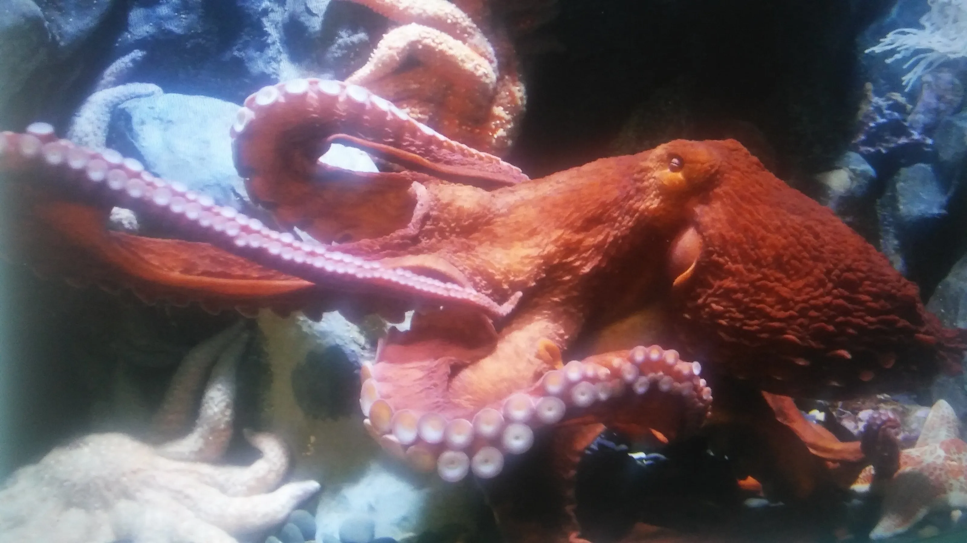 Octopus