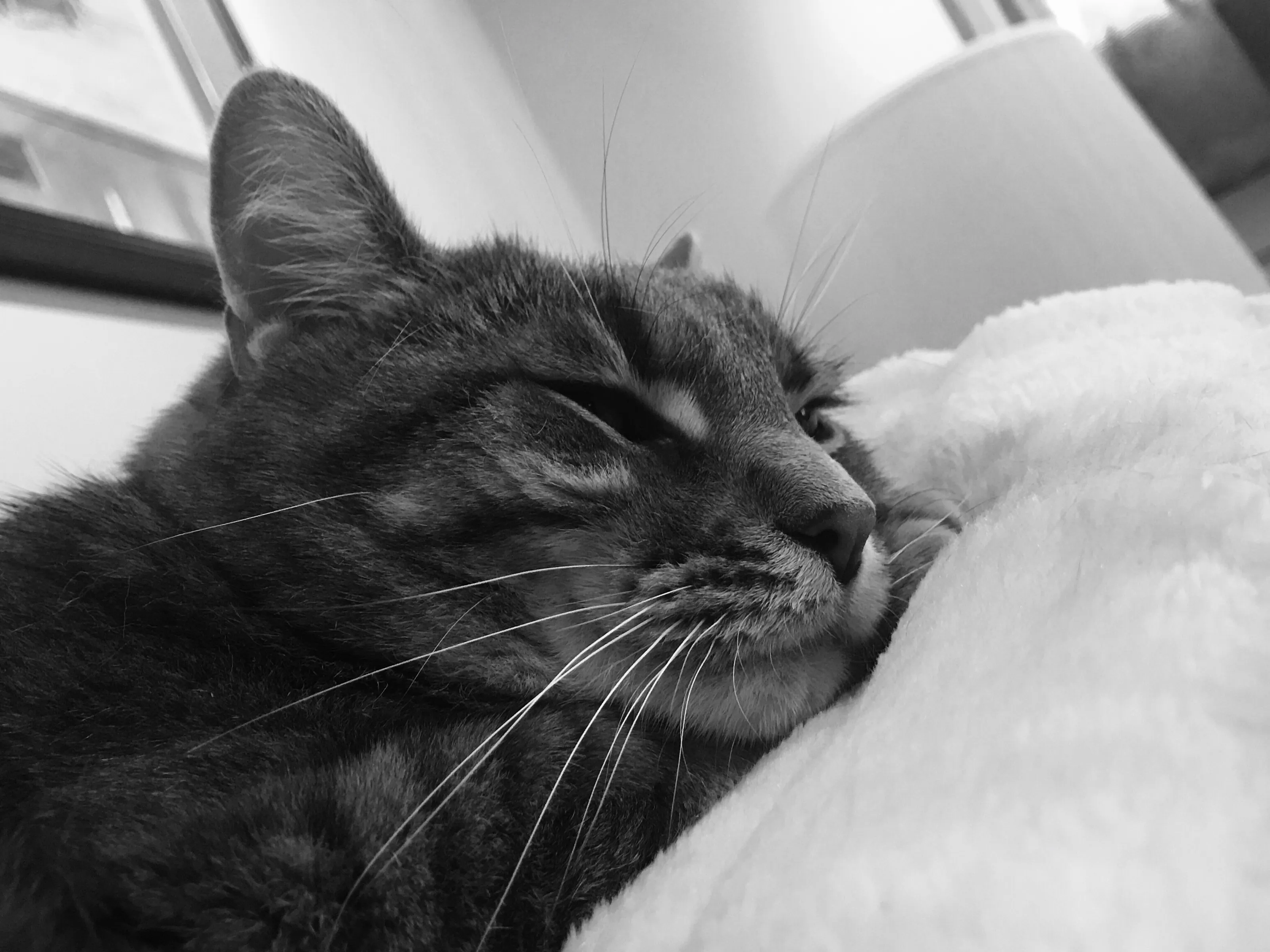 Kitty cat in black and white
