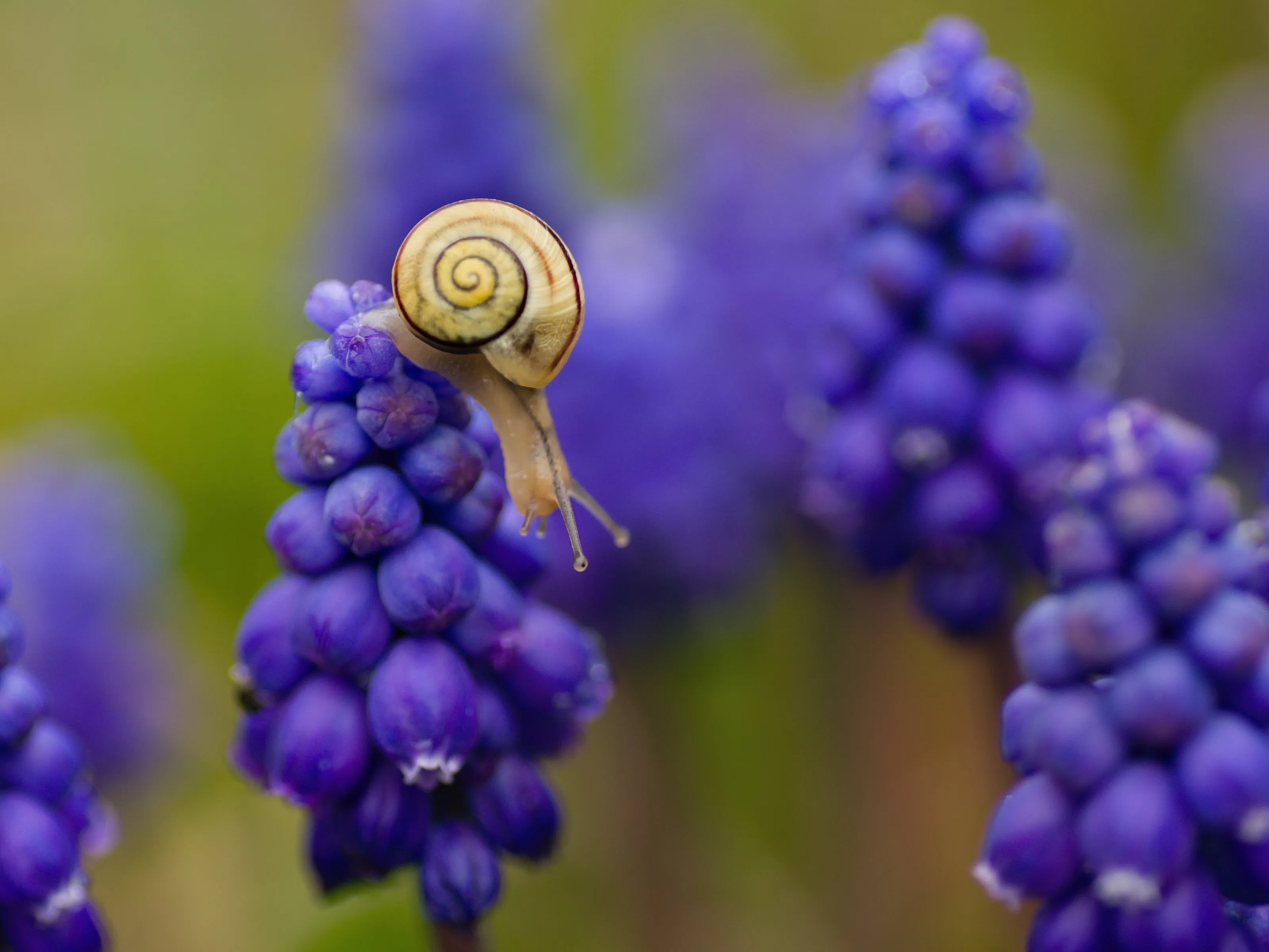 a small snail and muscari,close -up shot