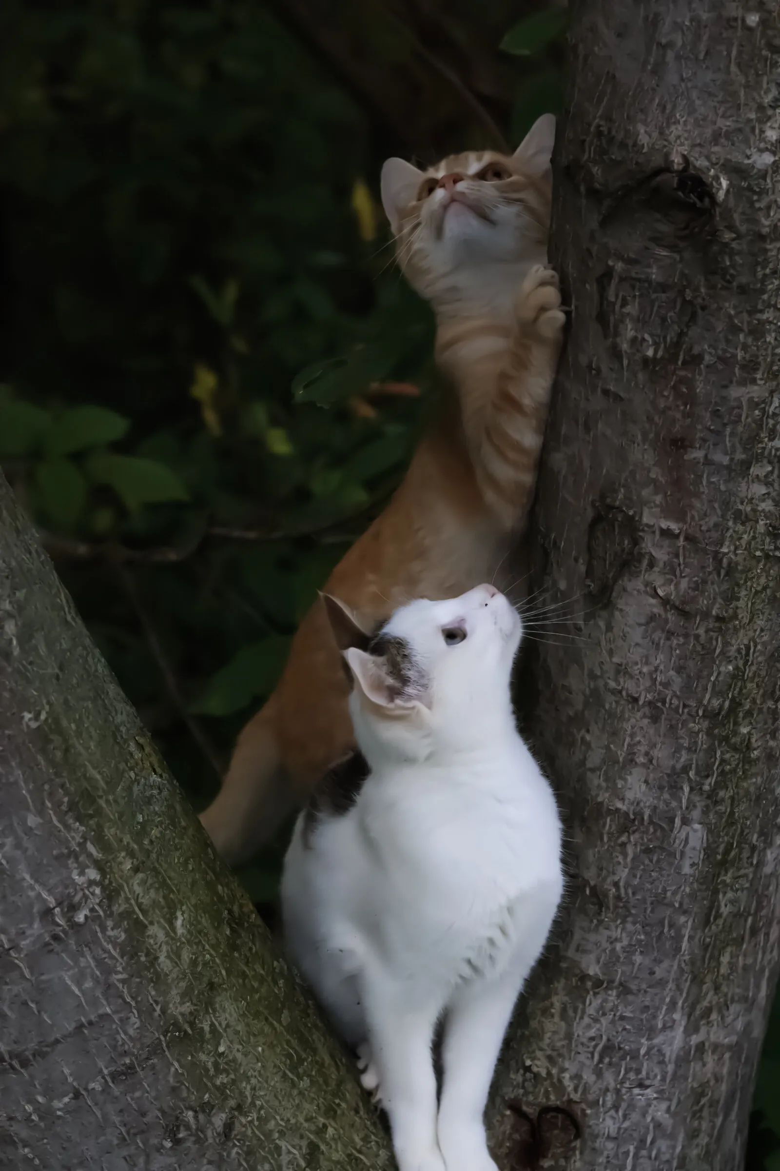 Playful cats