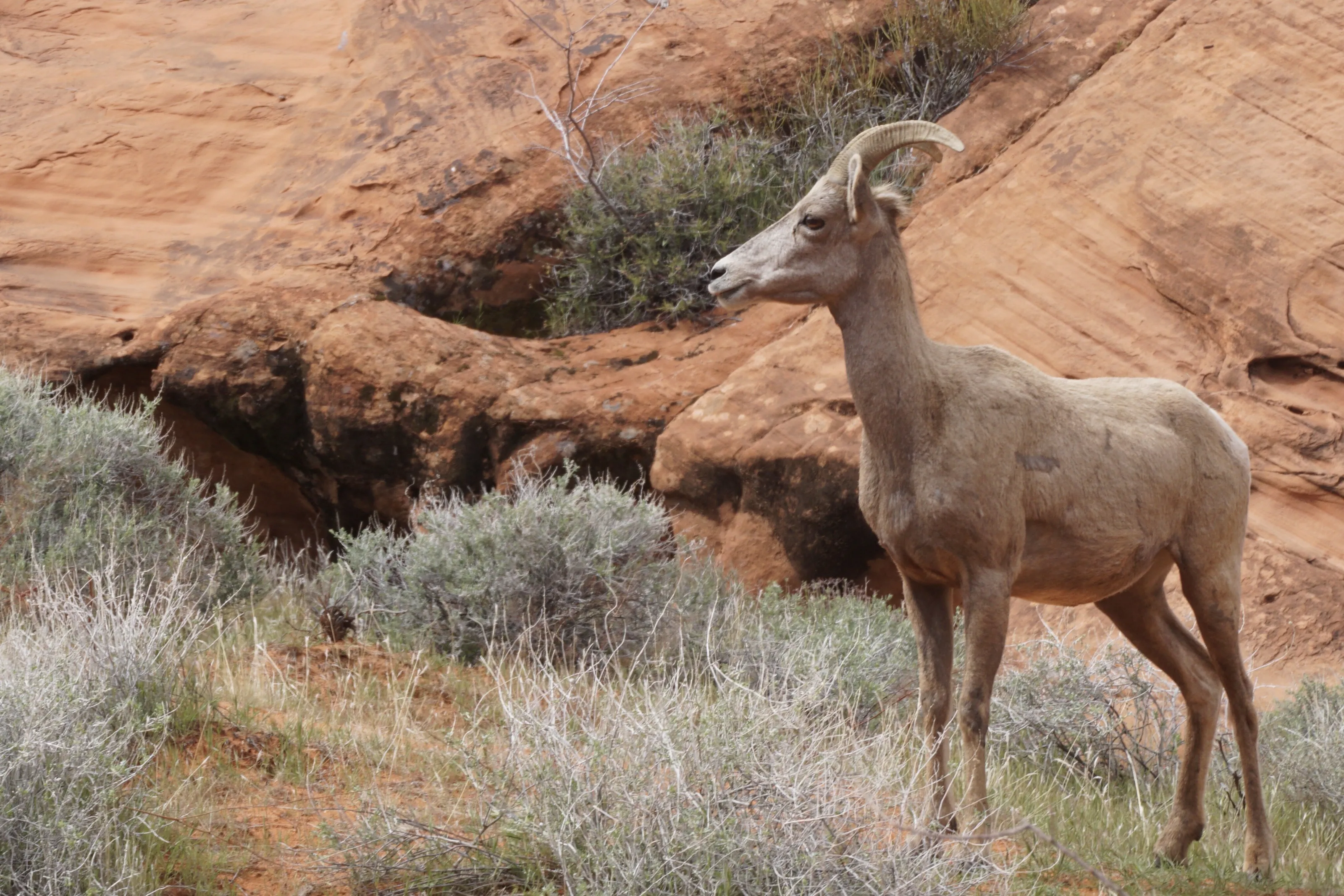 The Bighorn