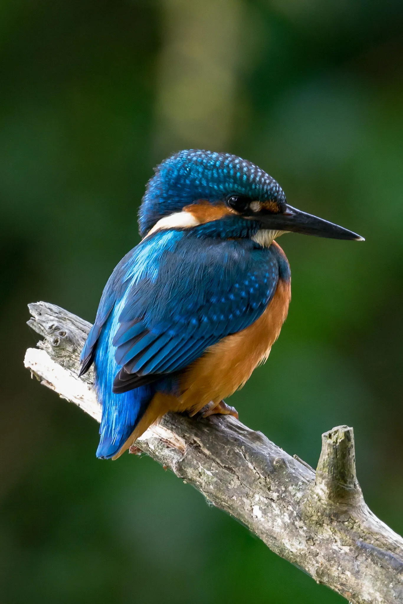 Juvenile Kingfisher, Hertfordshire.  June 2017