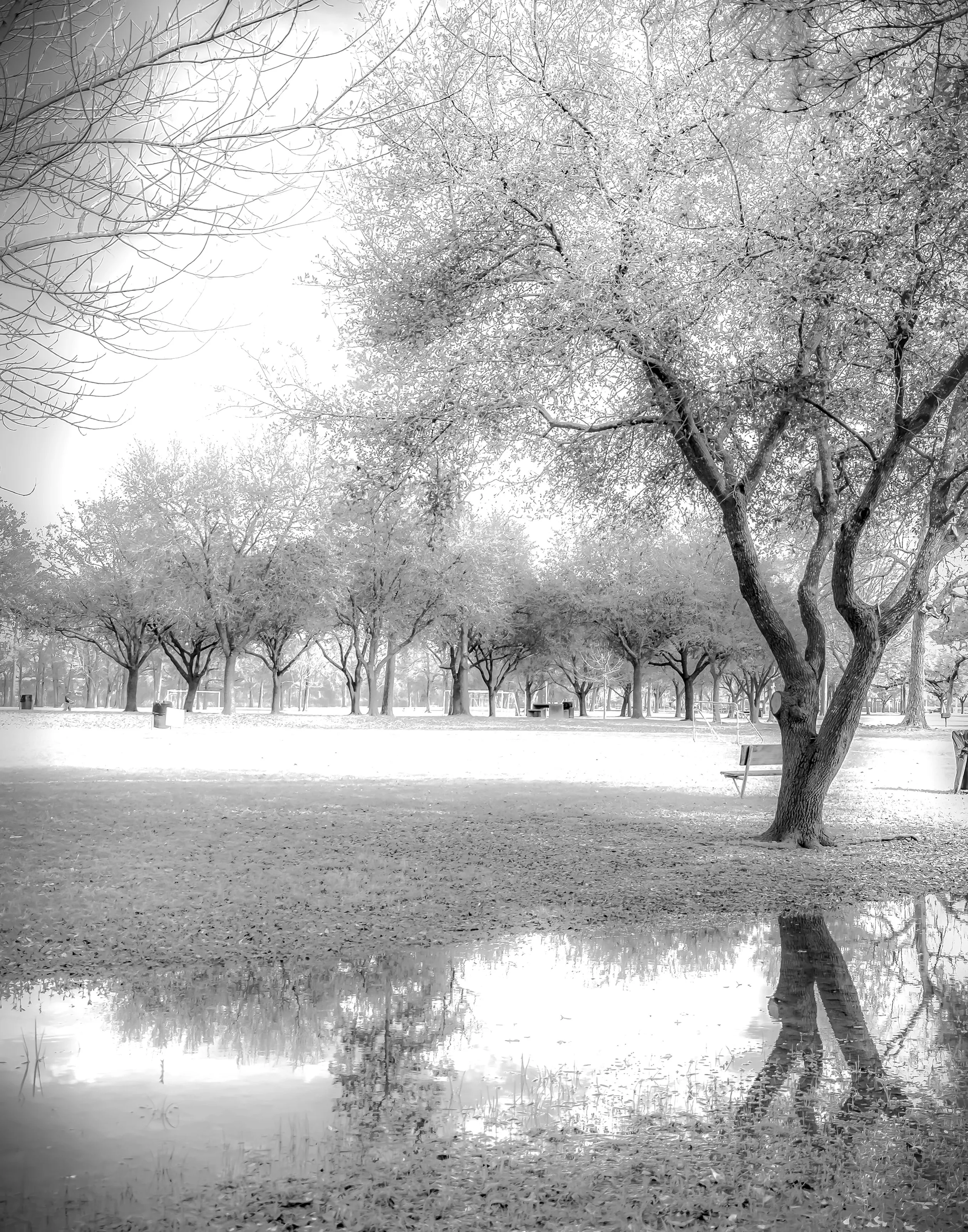 Mirror Reflections, Tree Reflection in a Rain Puddle, Through a Pinhole Lens