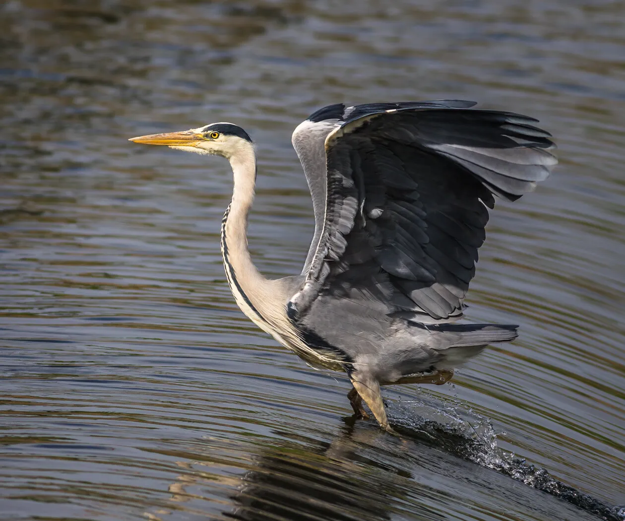 Heron stalking