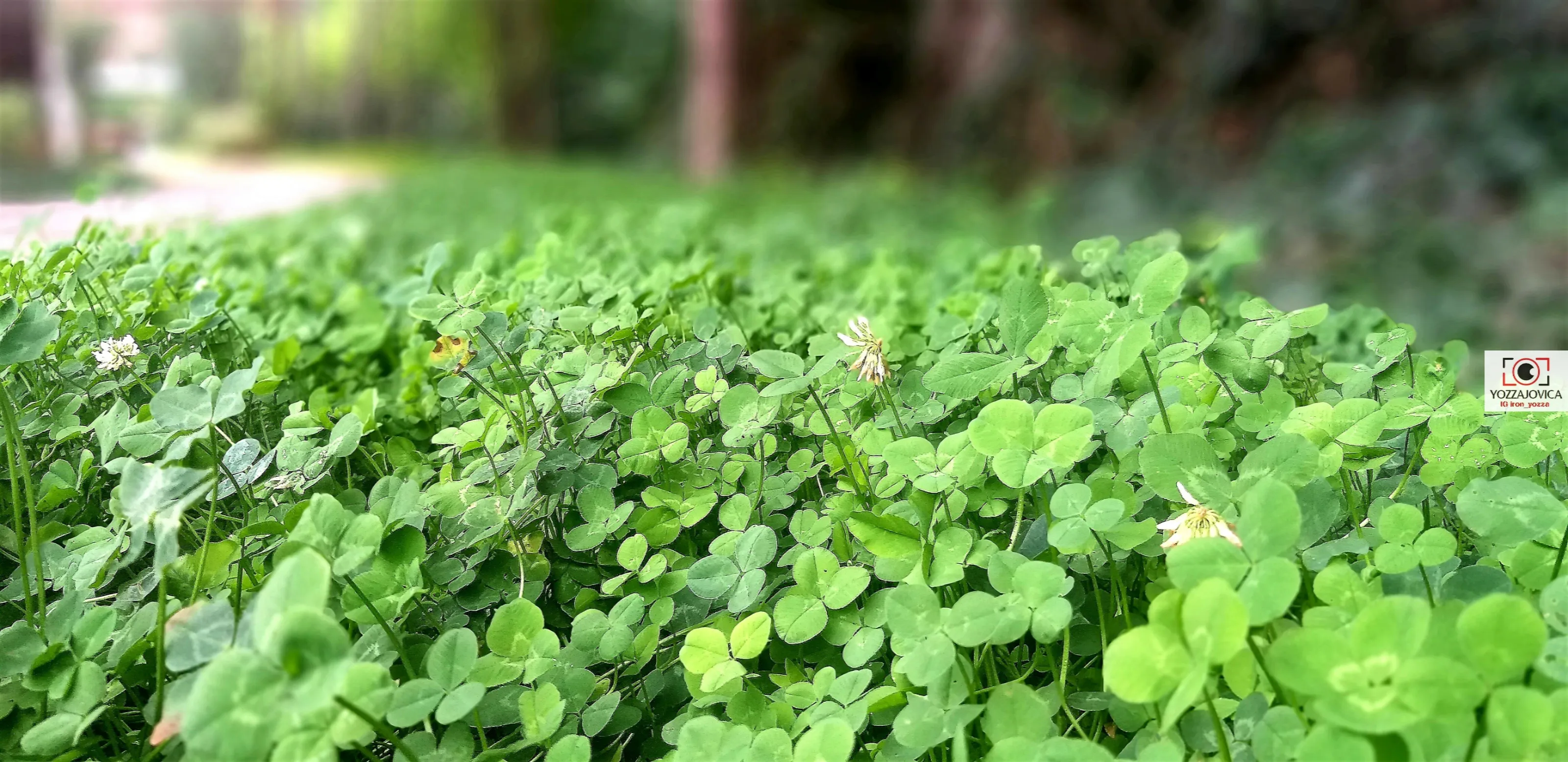 Close up photo of yard decoration grass